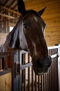 Close-up of a black horse's head in a stable, looking over the wooden stall gate.