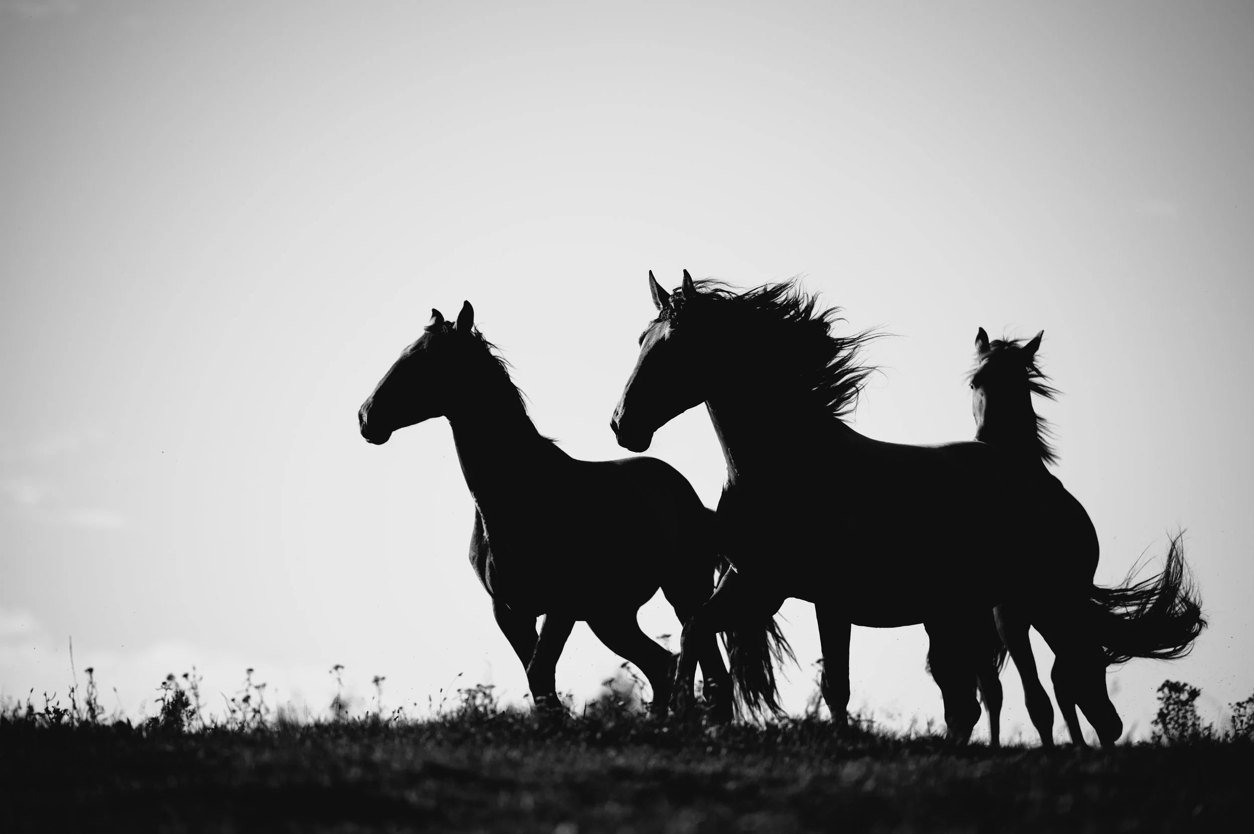 Pferdefotografie-Spanische Pferde_felisommer.jpg