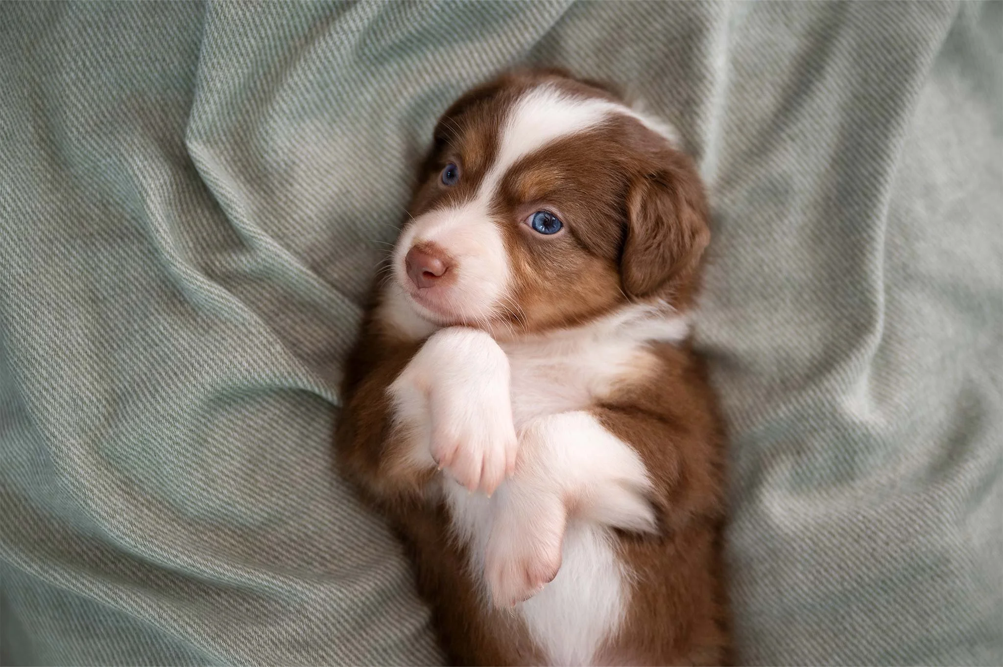 Welpenbild-Australian-Shepherd-puppy-photography-Hundefotografie-2048x1363px.jpg