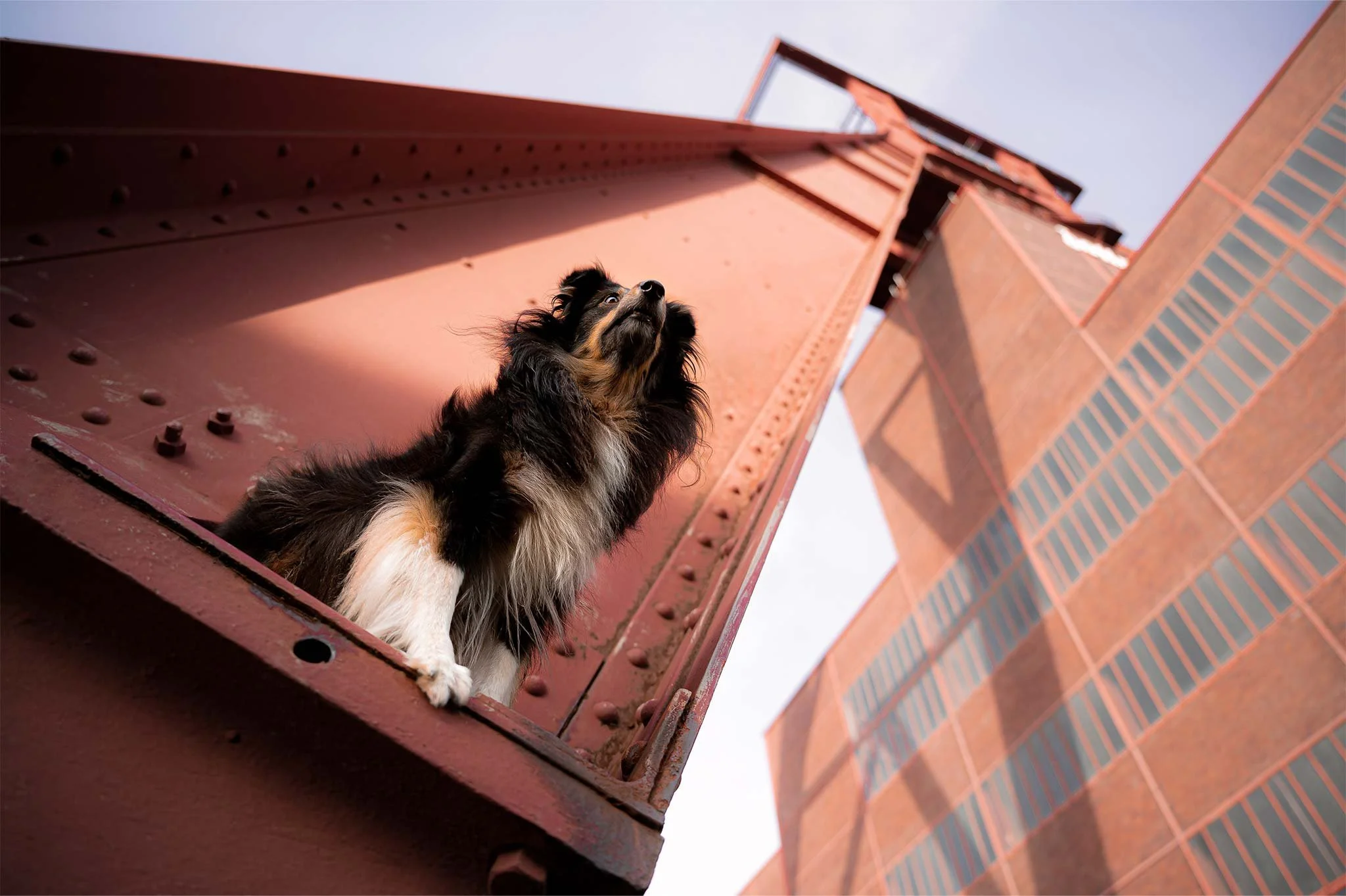 Hundefotografie-NRW-Essen-Zeche-Zollverein-Industriefotografie-2048x1363px.jpg