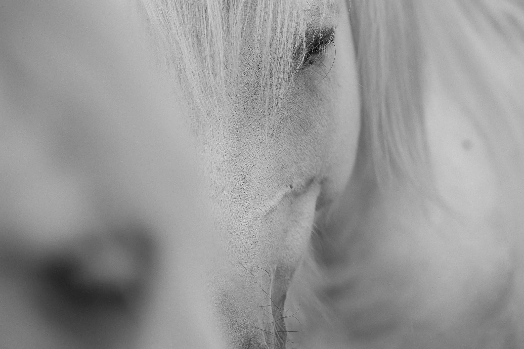 Pferdefotografie-Tierfotografie_felisommer.com-2048x1363px.jpg