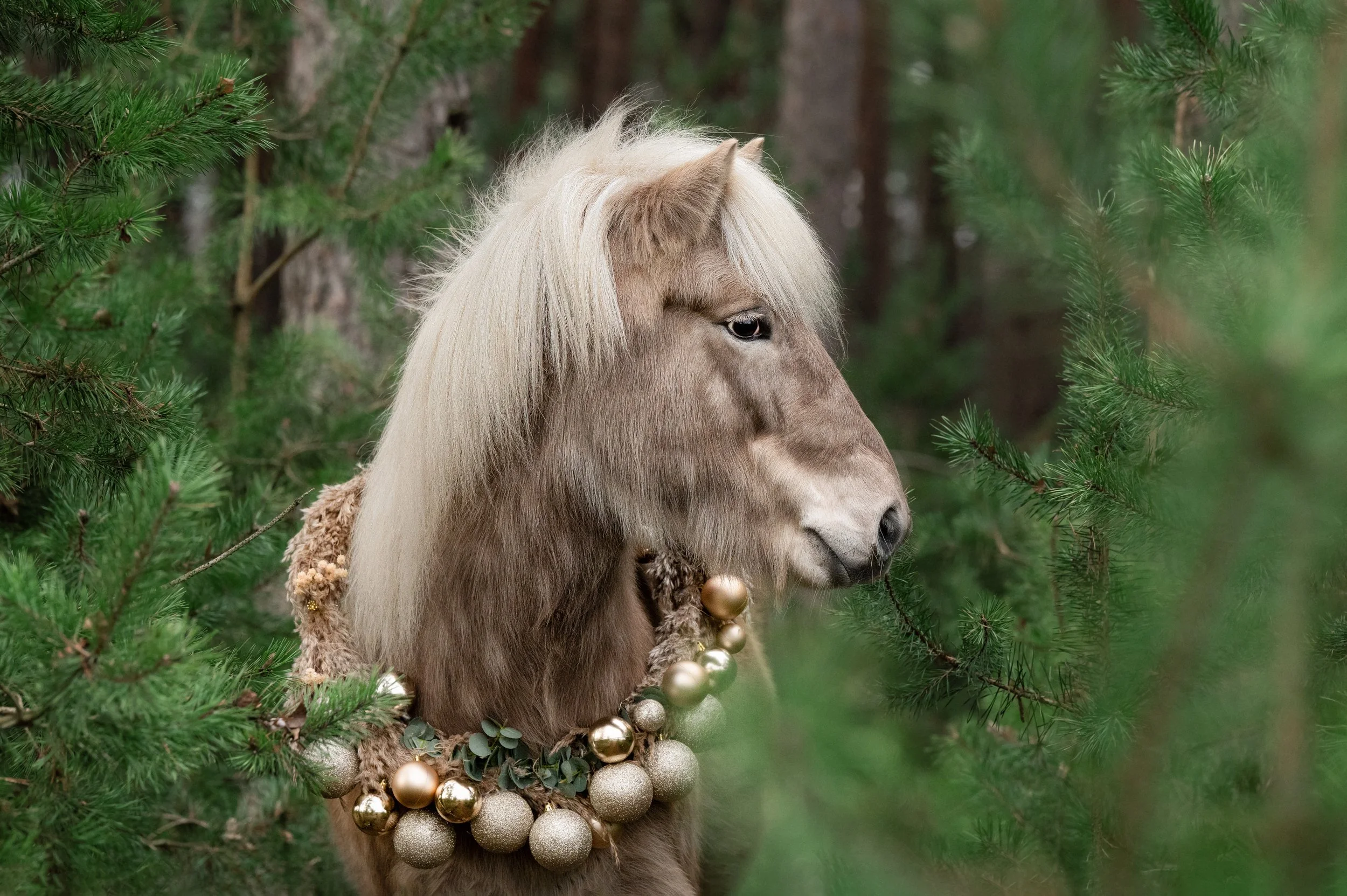 Pferdefotografie_Weihnachten-felisommer.jpg
