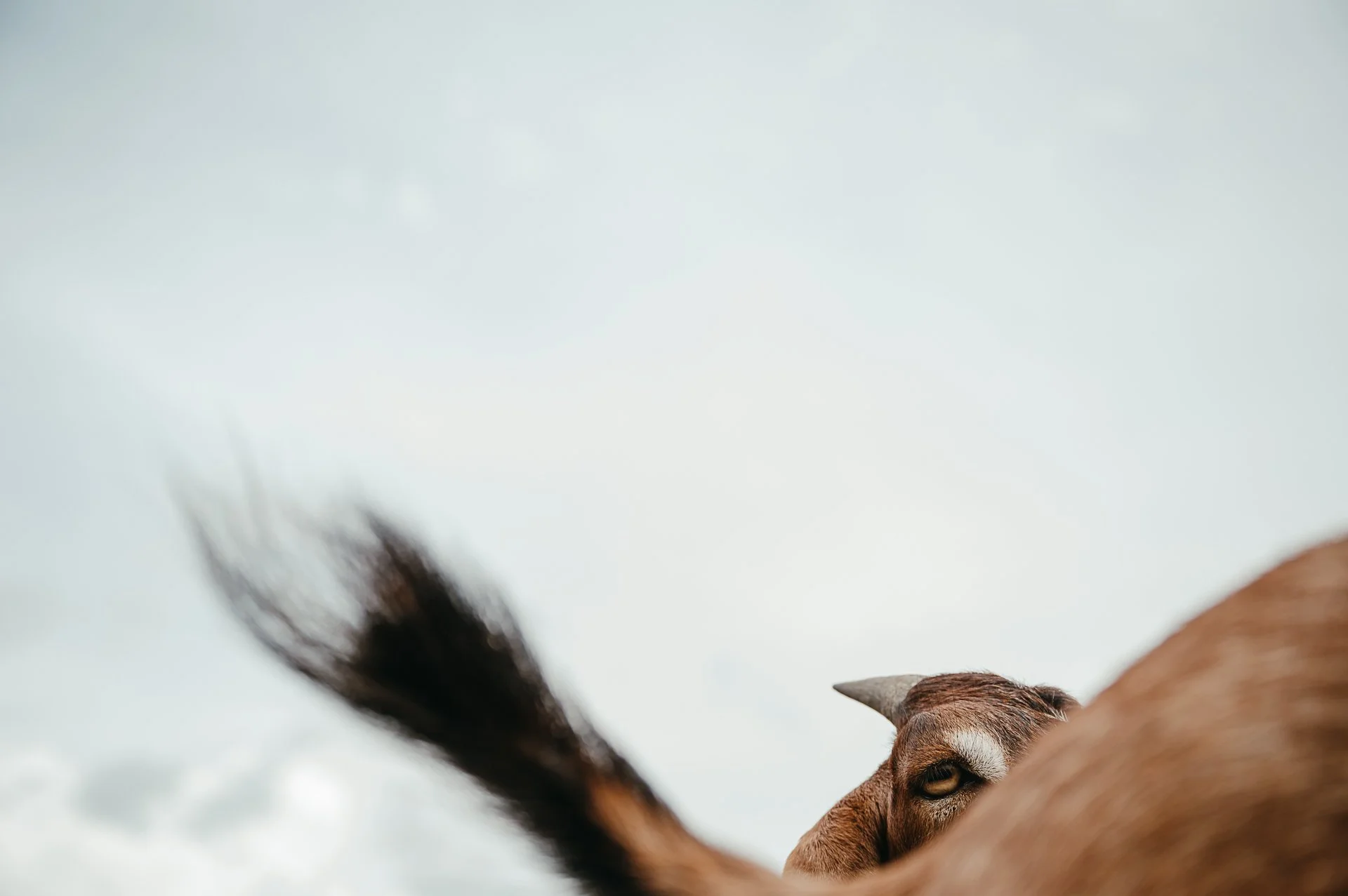 Tierfotografie-Schleswig-Holstein_felisommer.jpg
