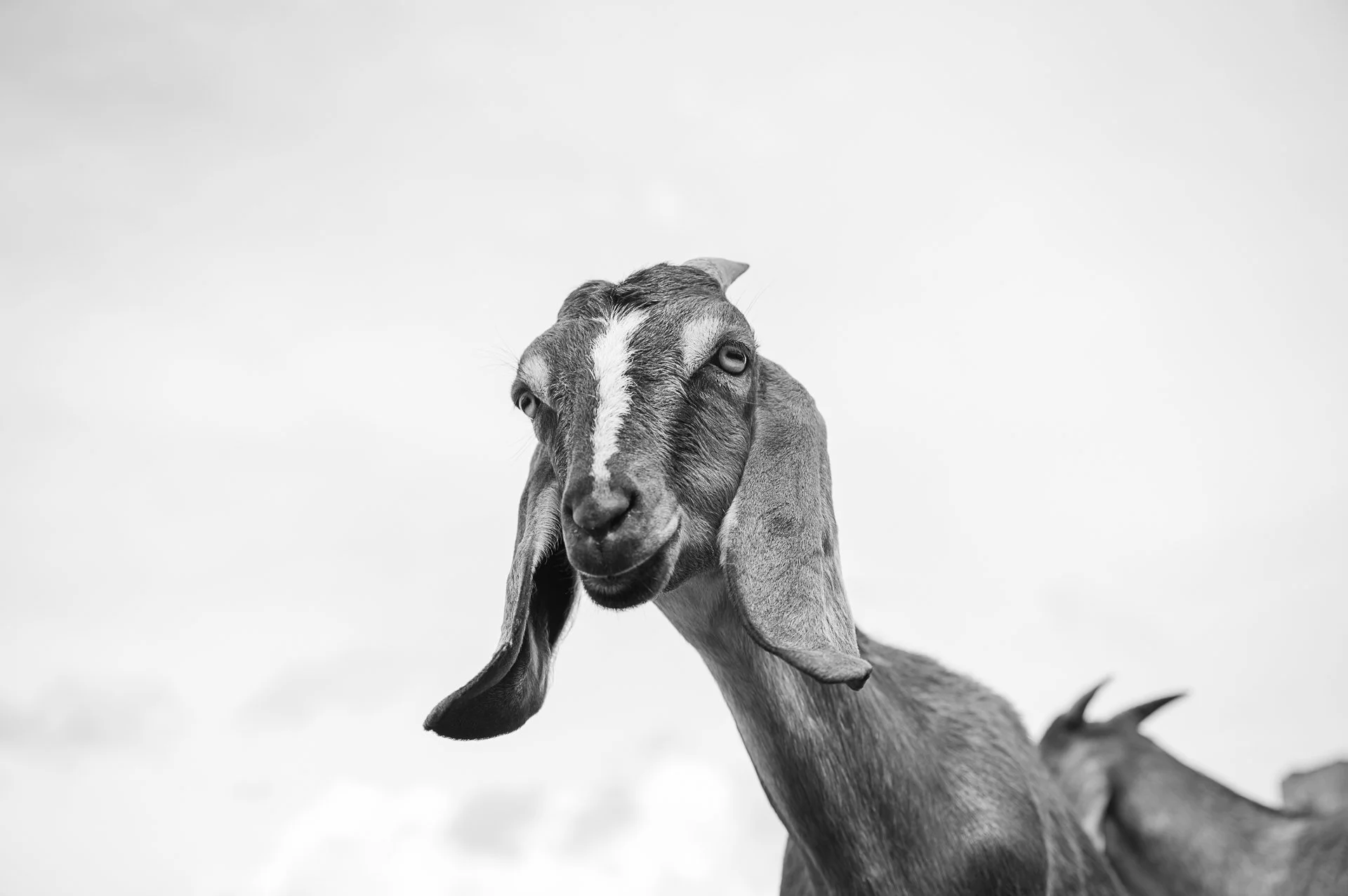 Tierfotografie-Norddeutschland_felisommer.jpg