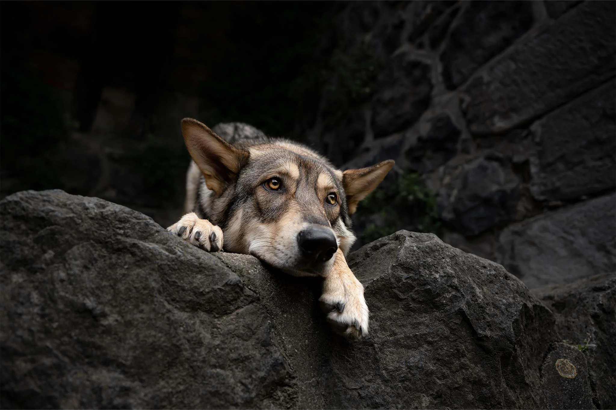 Wolfshund-dog-photography-Düsseldorf-Hundefotografin-2048x1363px.jpg