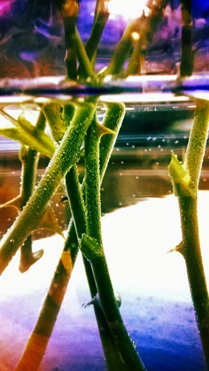 Wet+Thorns.jpg