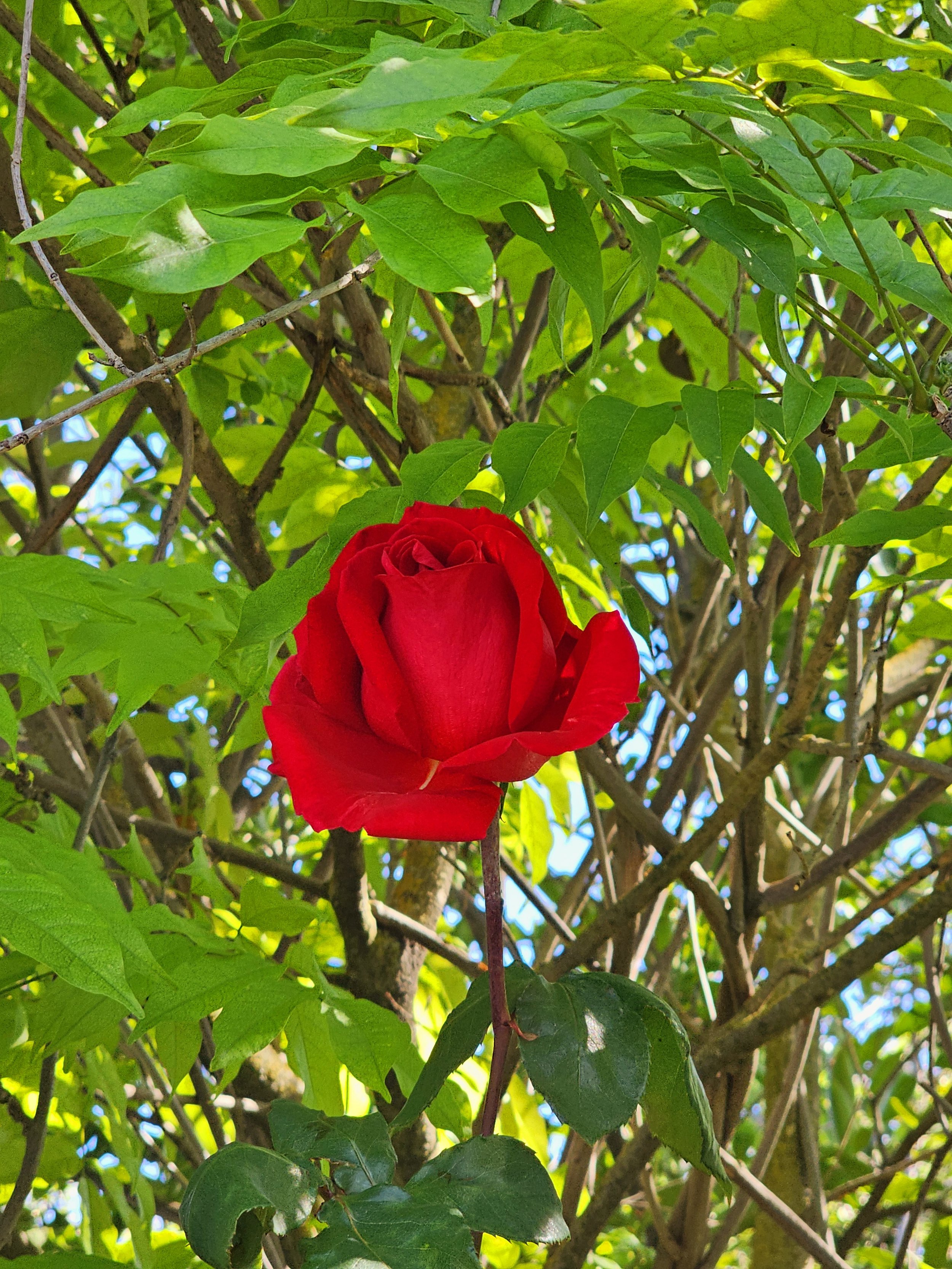 Rose in day