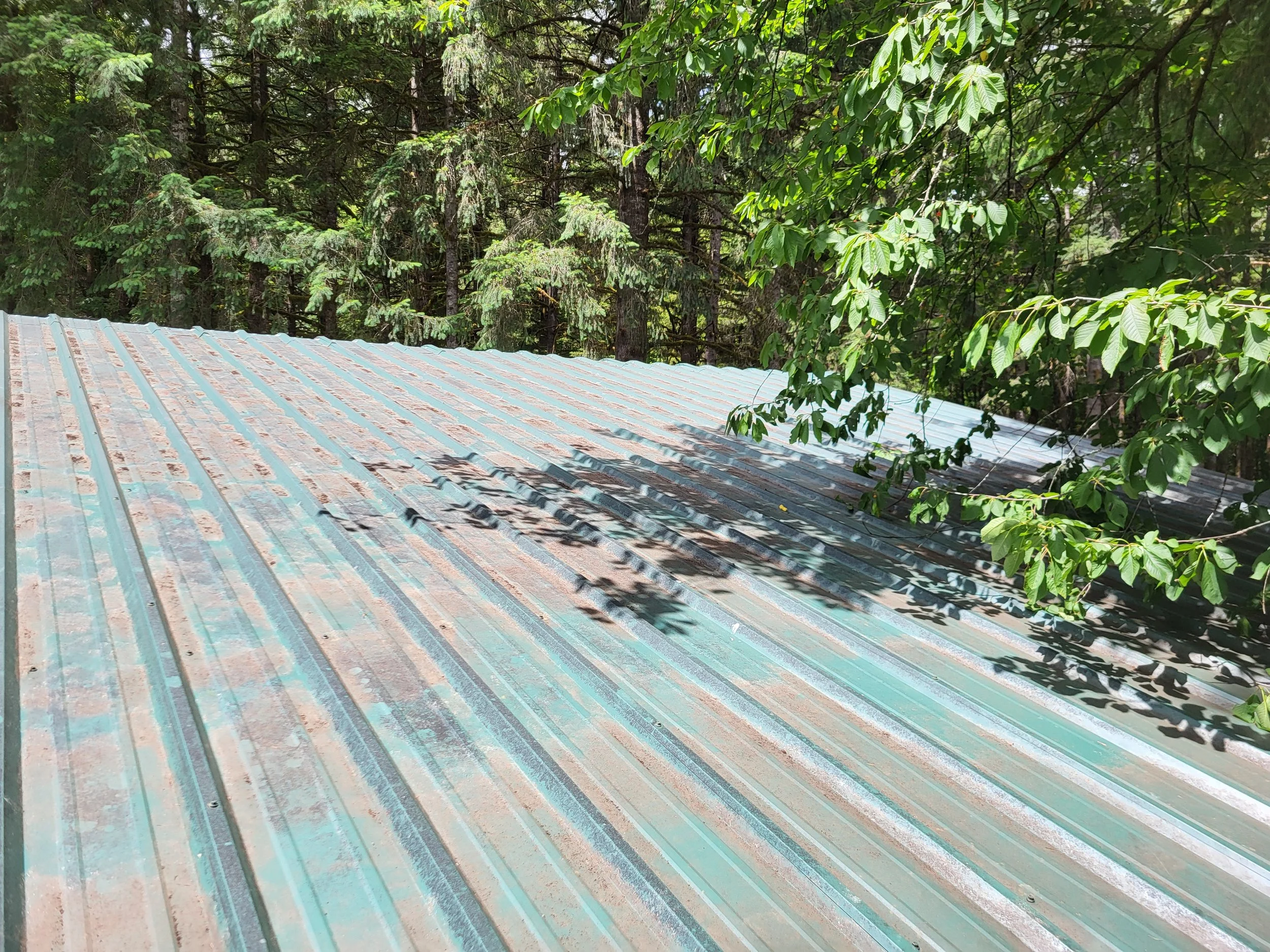 dirty, corrugated metal roof with dirt patches, surrounded by green leafy trees in a forest.