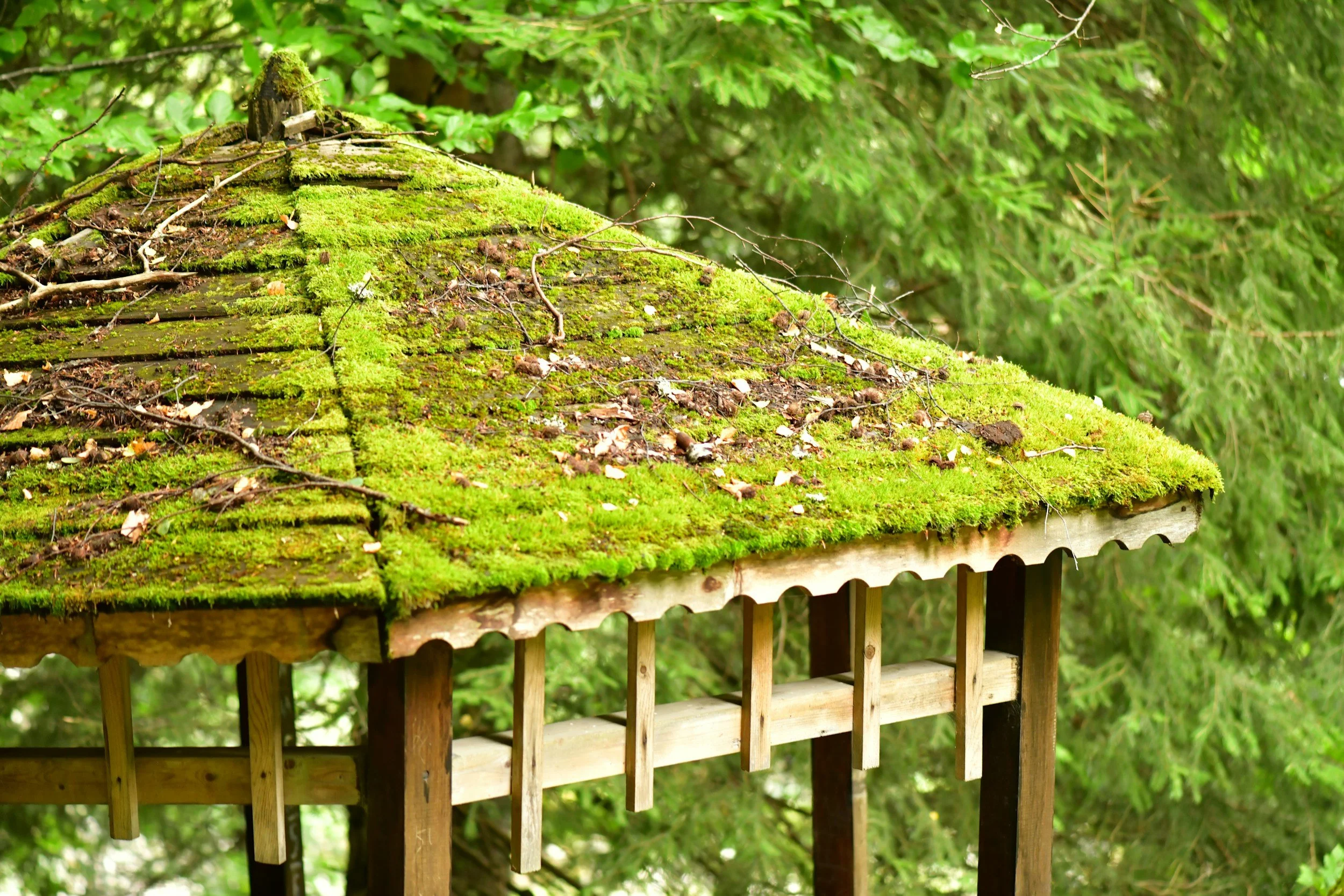 Rusty roof covered with green moss and small twigs, surrounded by lush green trees.