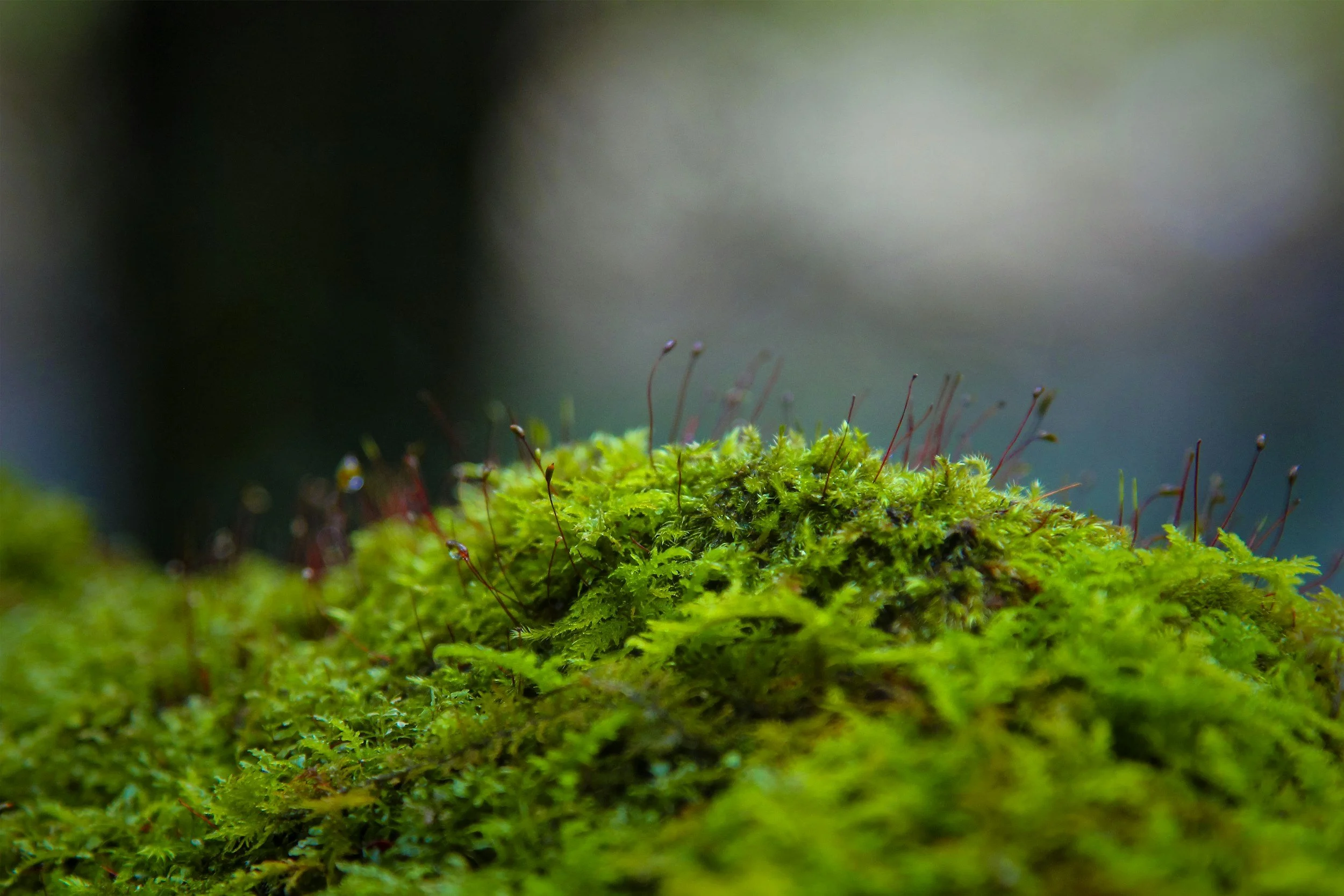 Close-up of green moss and tiny plants growing on a surface in a natural environment under soft lighting.