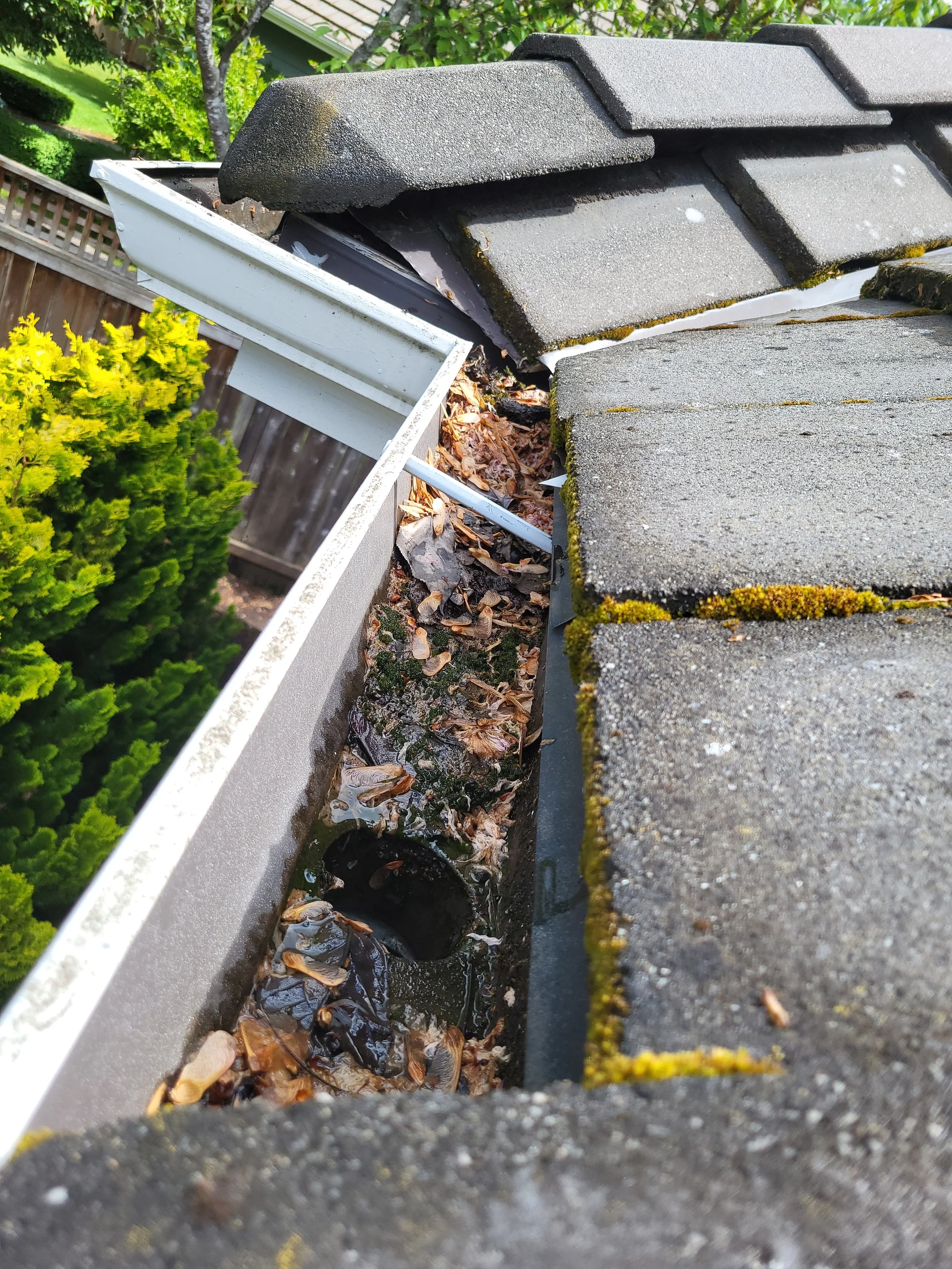 Close-up of a damaged house gutter with debris, leaves, and water in it, along with moss on the roof shingles.
