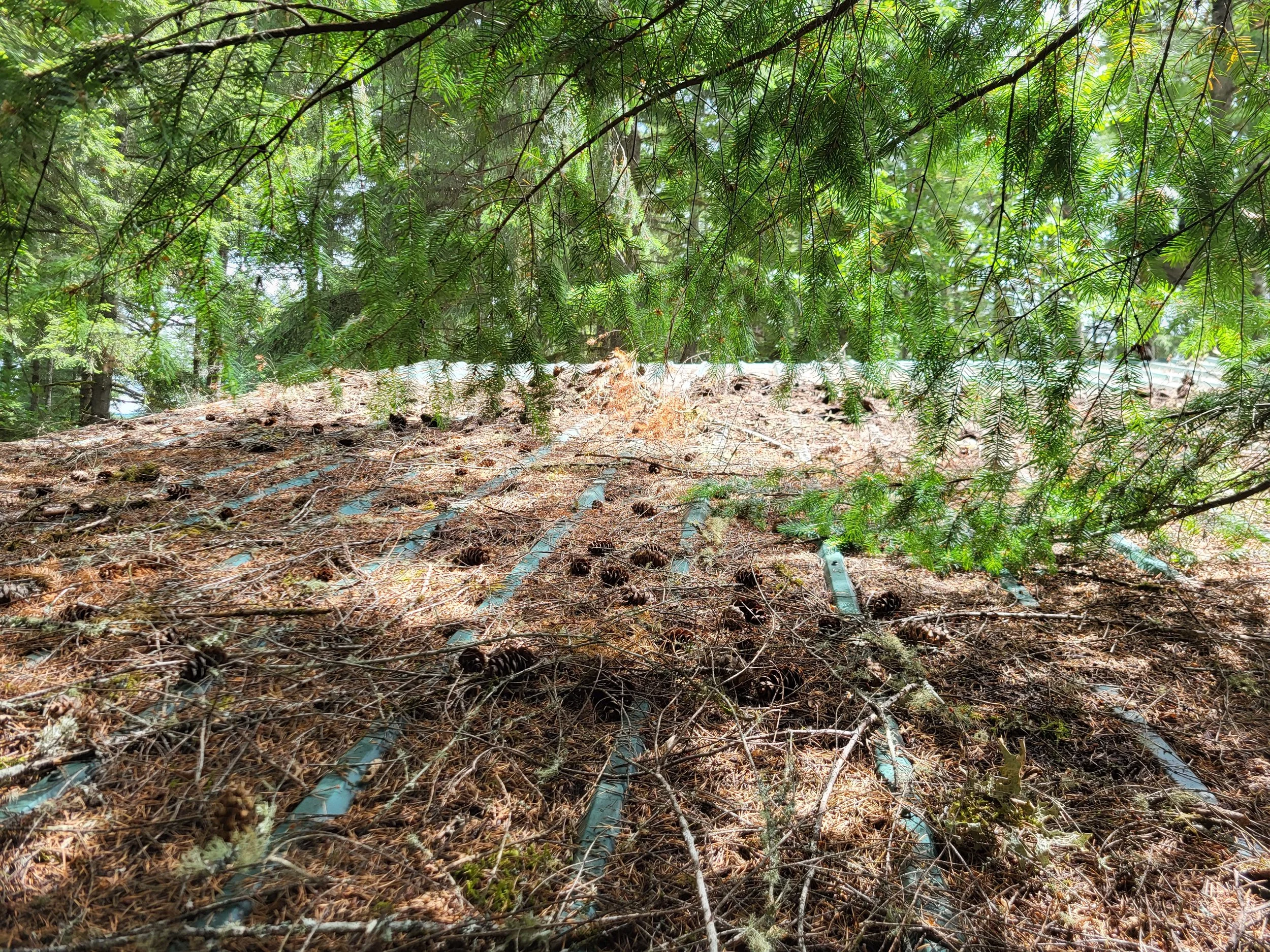 A metal roof completely covered in pine needles and branches leaving the corrugated metal barely visible