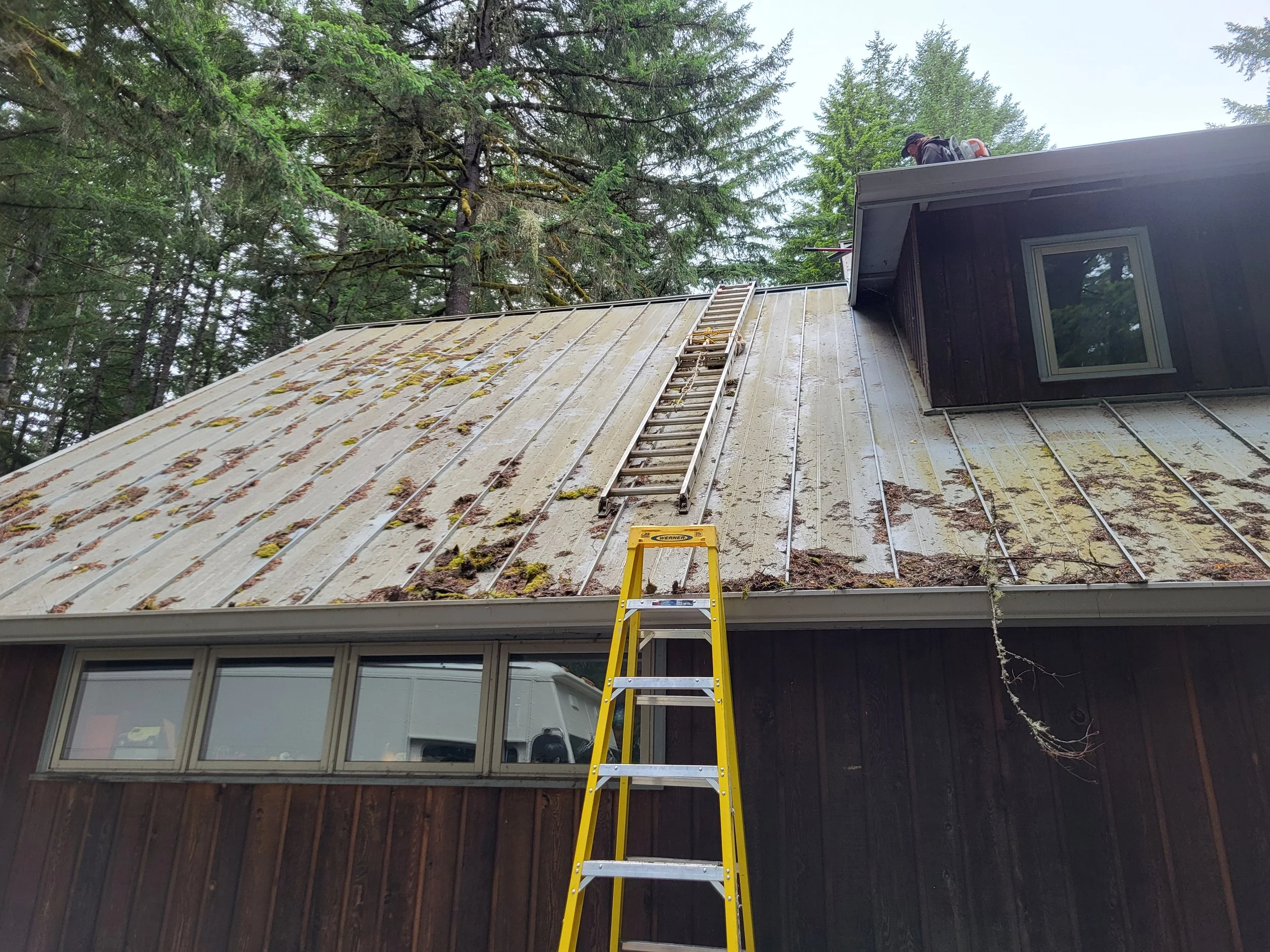 A house with a sloped metal roof covered in moss and lichen, with a yellow ladder leaning against it. A person is on the roof cleaning it, surrounded by tall evergreen trees.