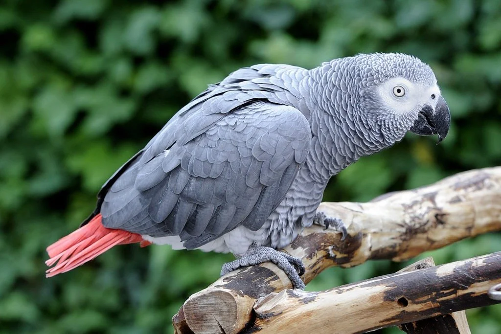 Grey parrots get new protections in DRC