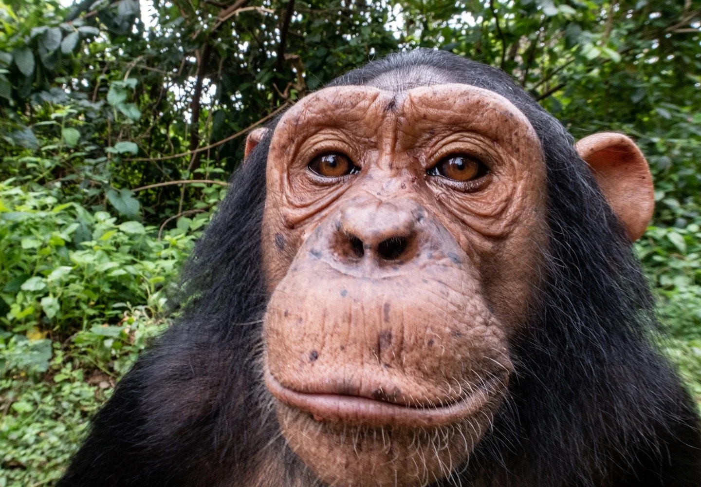 Lwiro Primates Responds to Ebola Outbreak with Strict Biosecurity Protocols