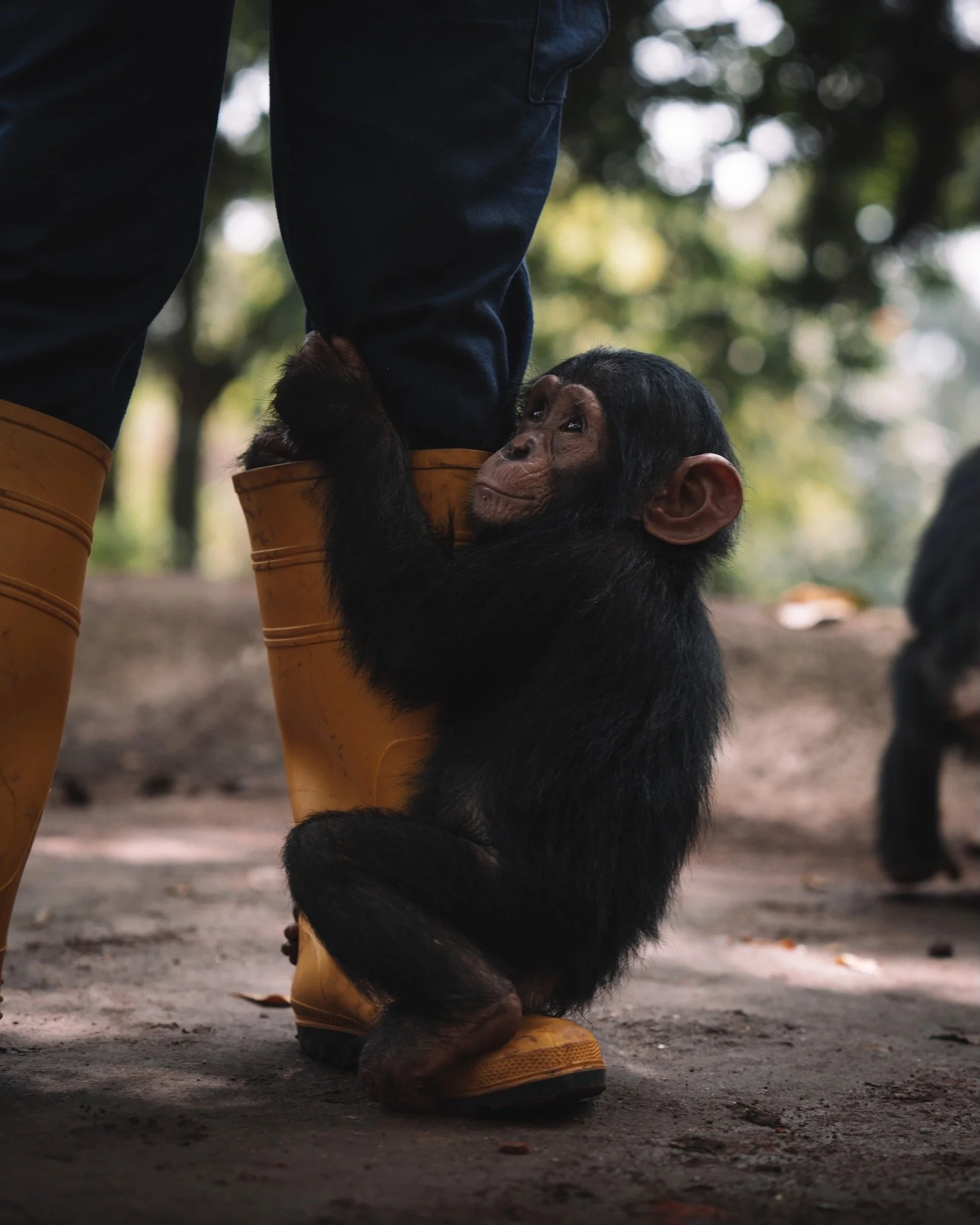 A Historic Step for Wildlife and Human Health: DRC Suspends Primate Exports