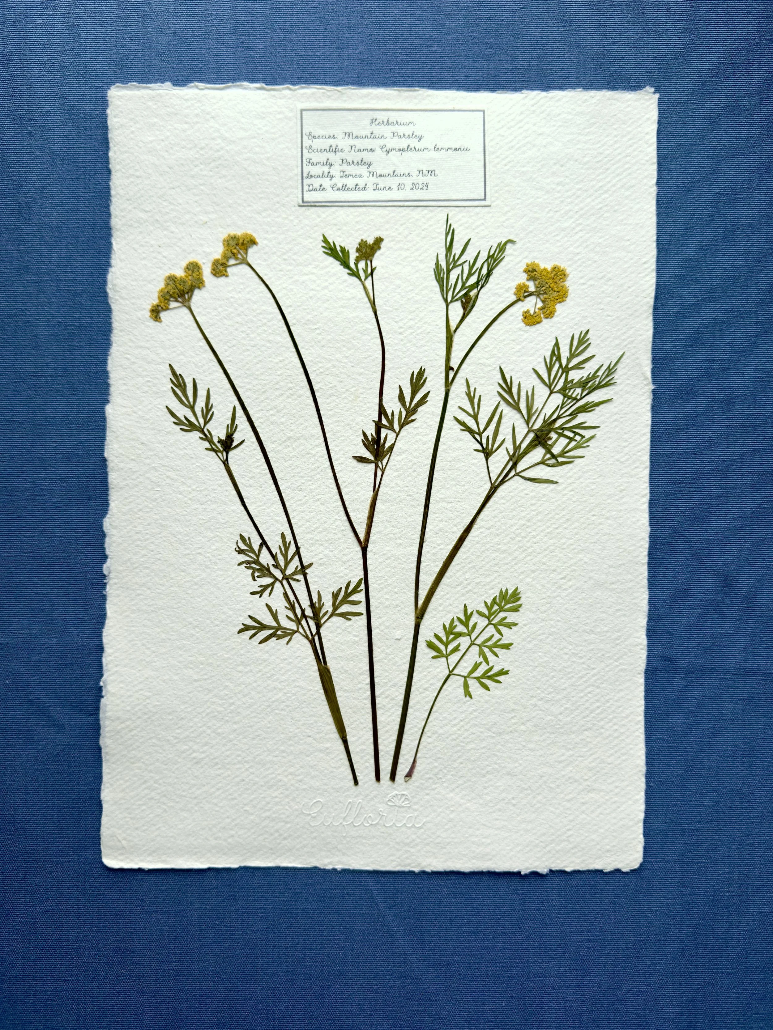 Mountain Parsley.jpg