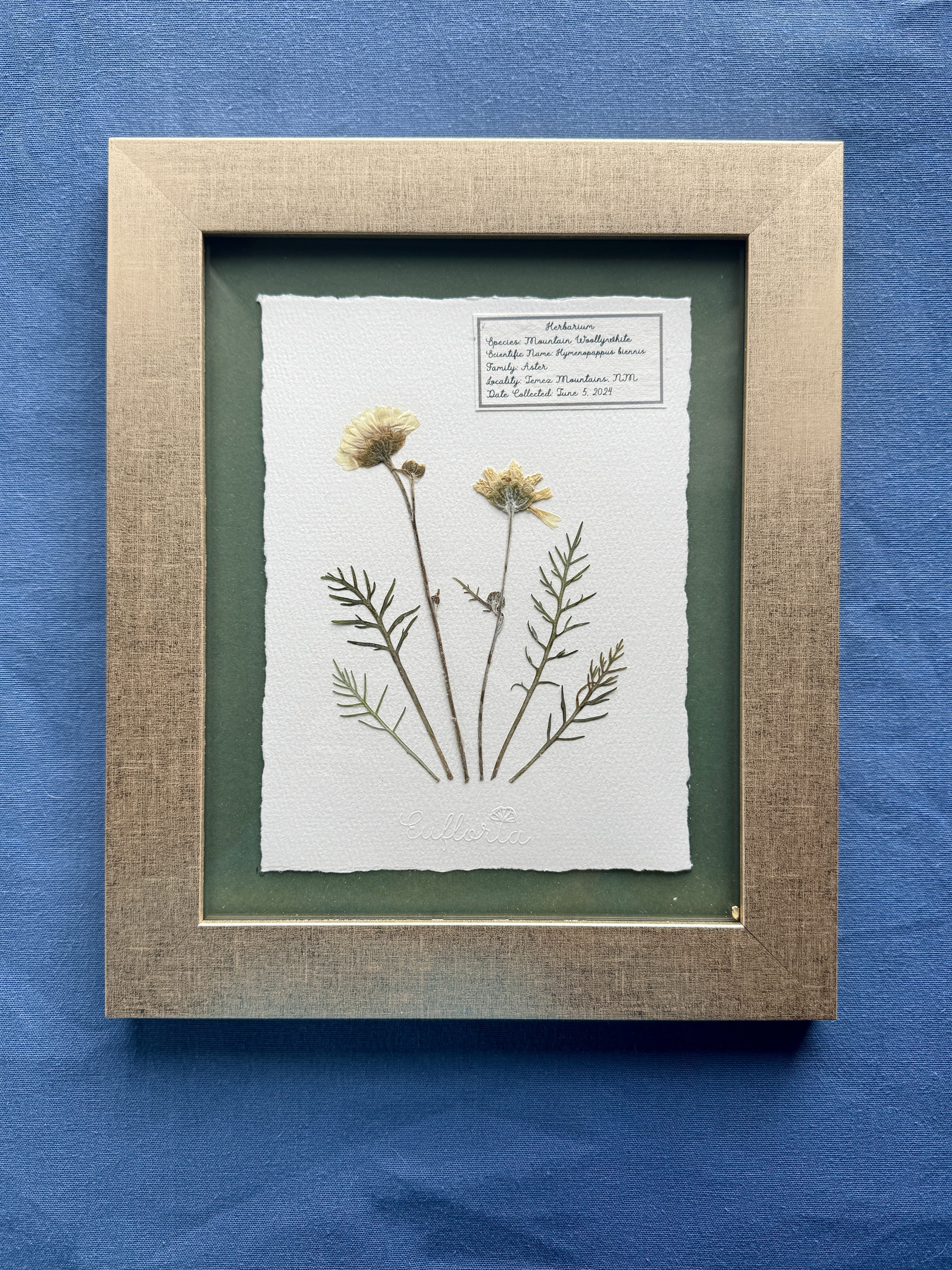 Mountain Woollywhite.jpg