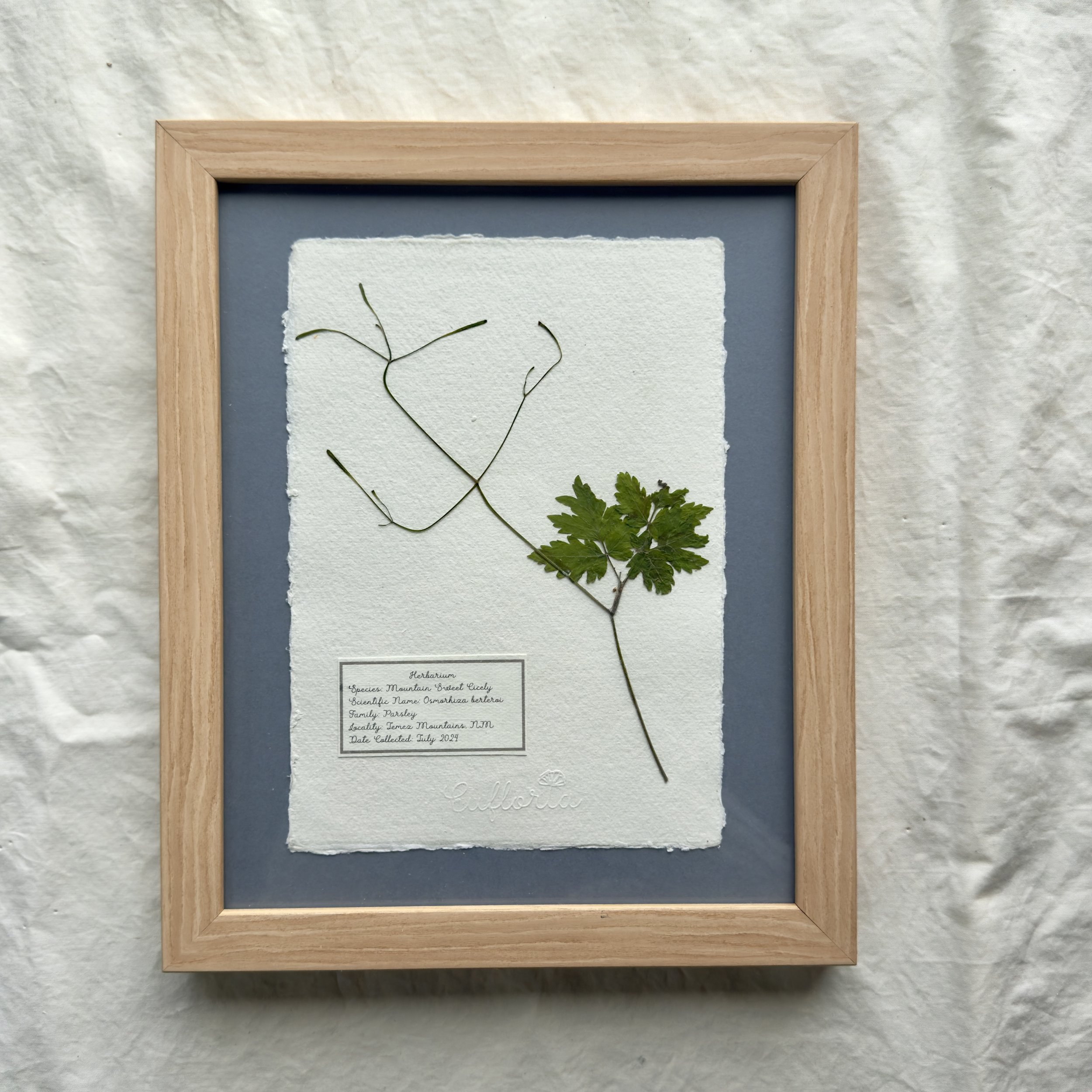 Mountain sweet cicely leaf 2.jpg