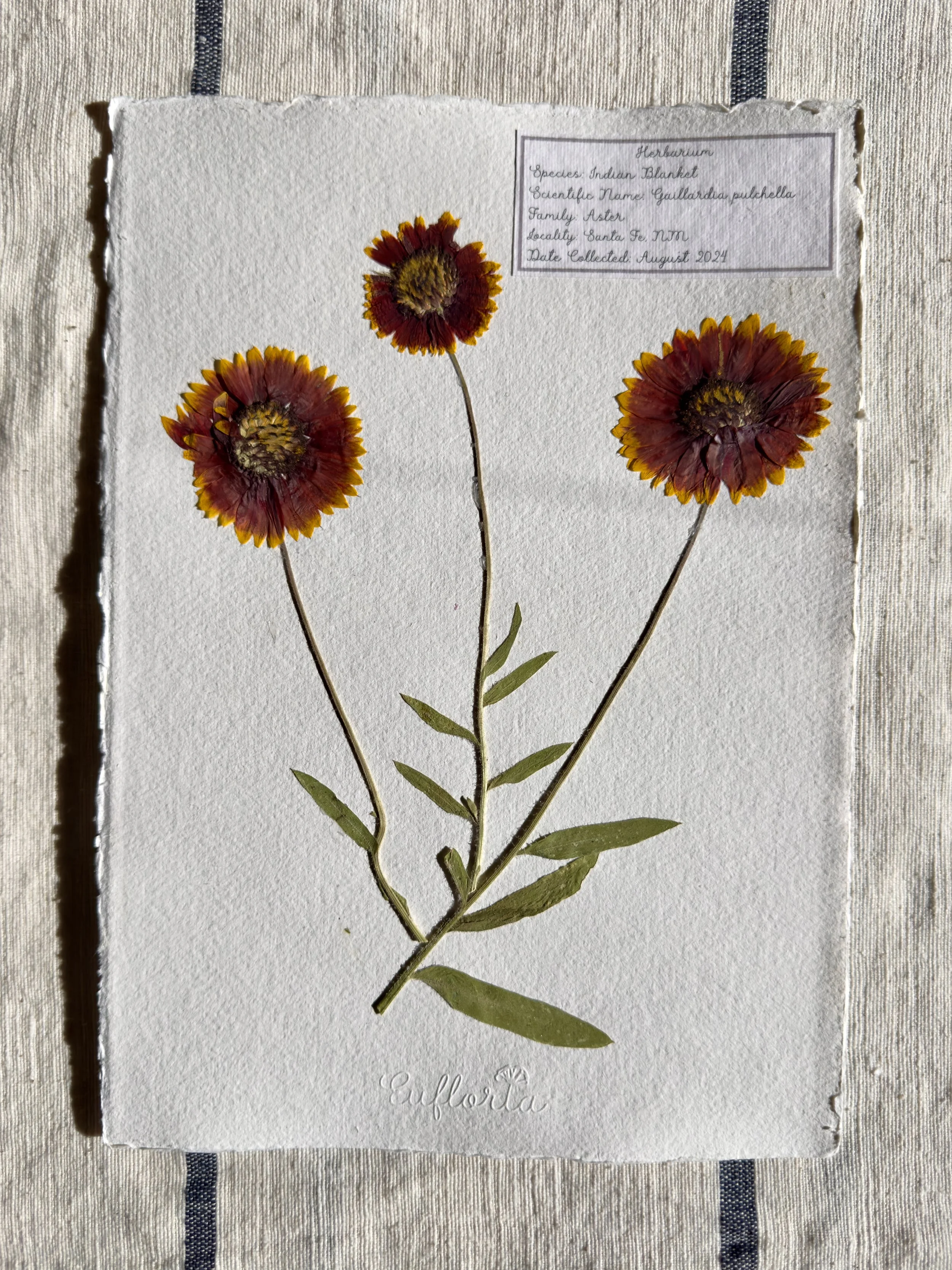 Indian Blanket.jpg