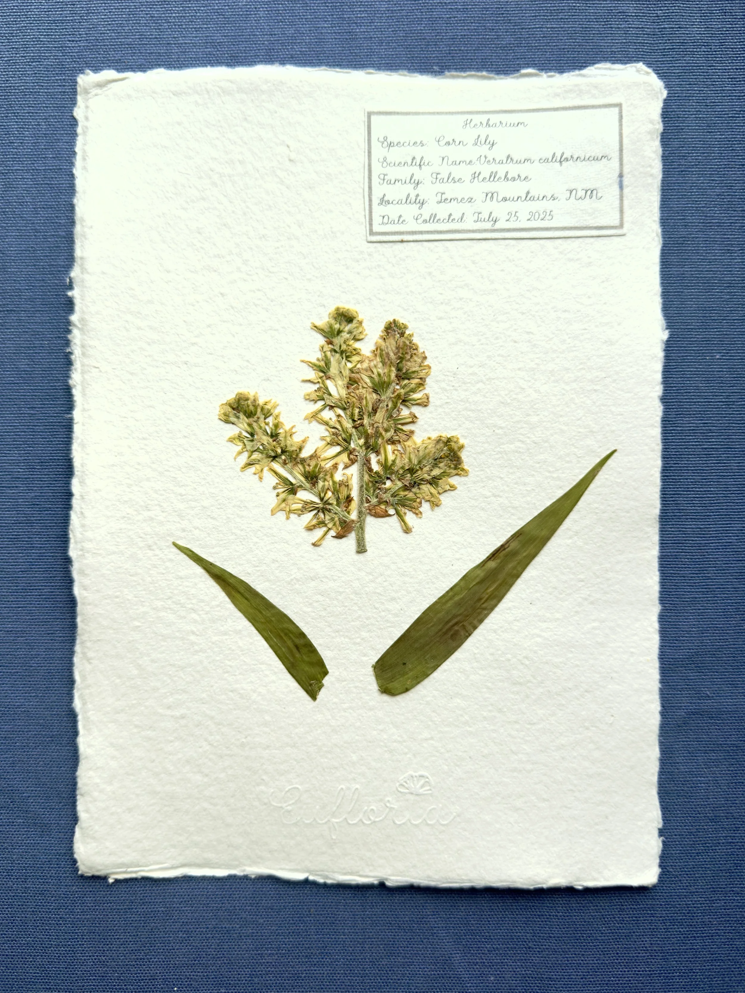 Corn Lily_A5.jpg
