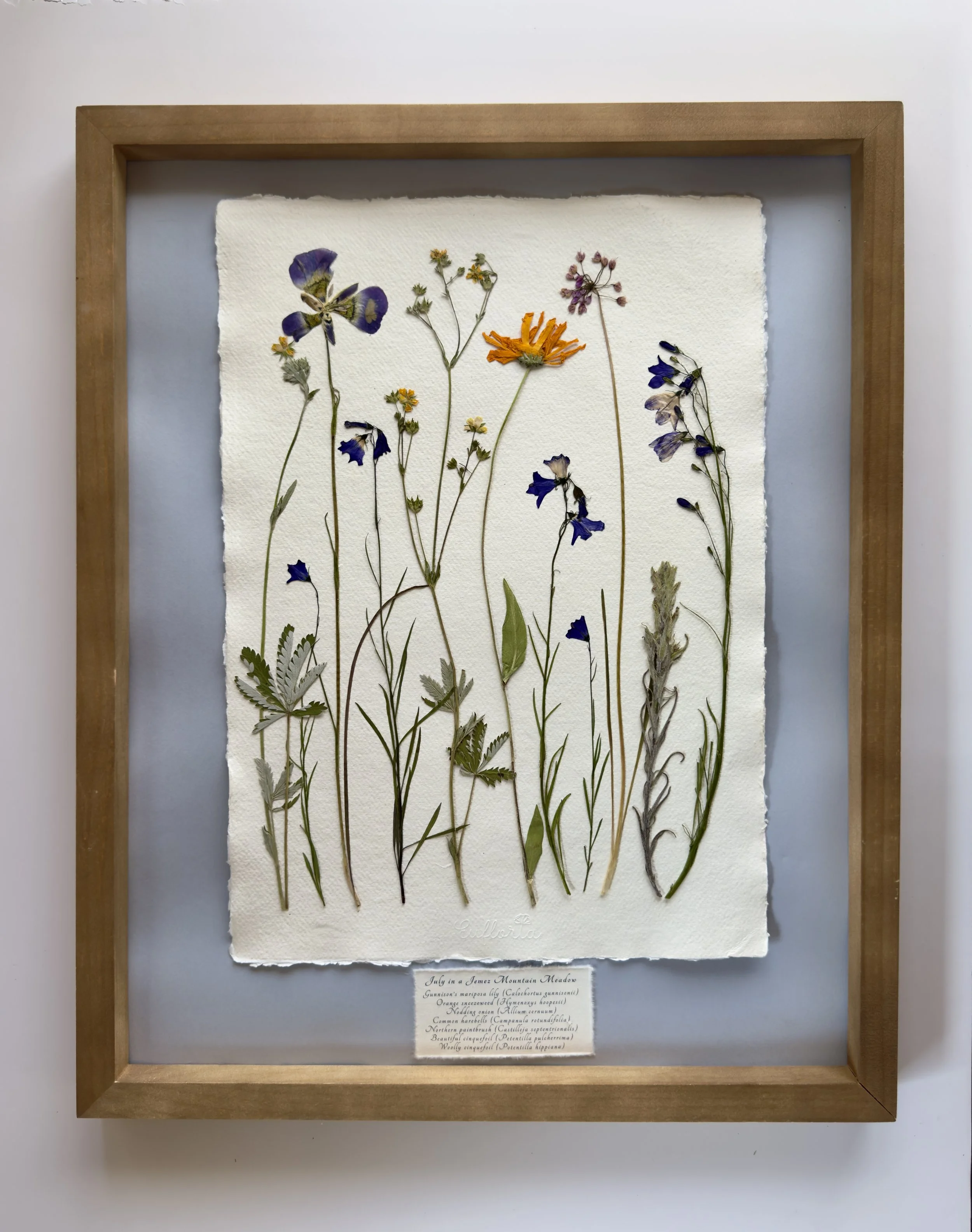 July in a Jemez Mountain Meadow.
16" x 20" plus frame.
Available at Surface Gallery
Colorado Springs, CO
$425