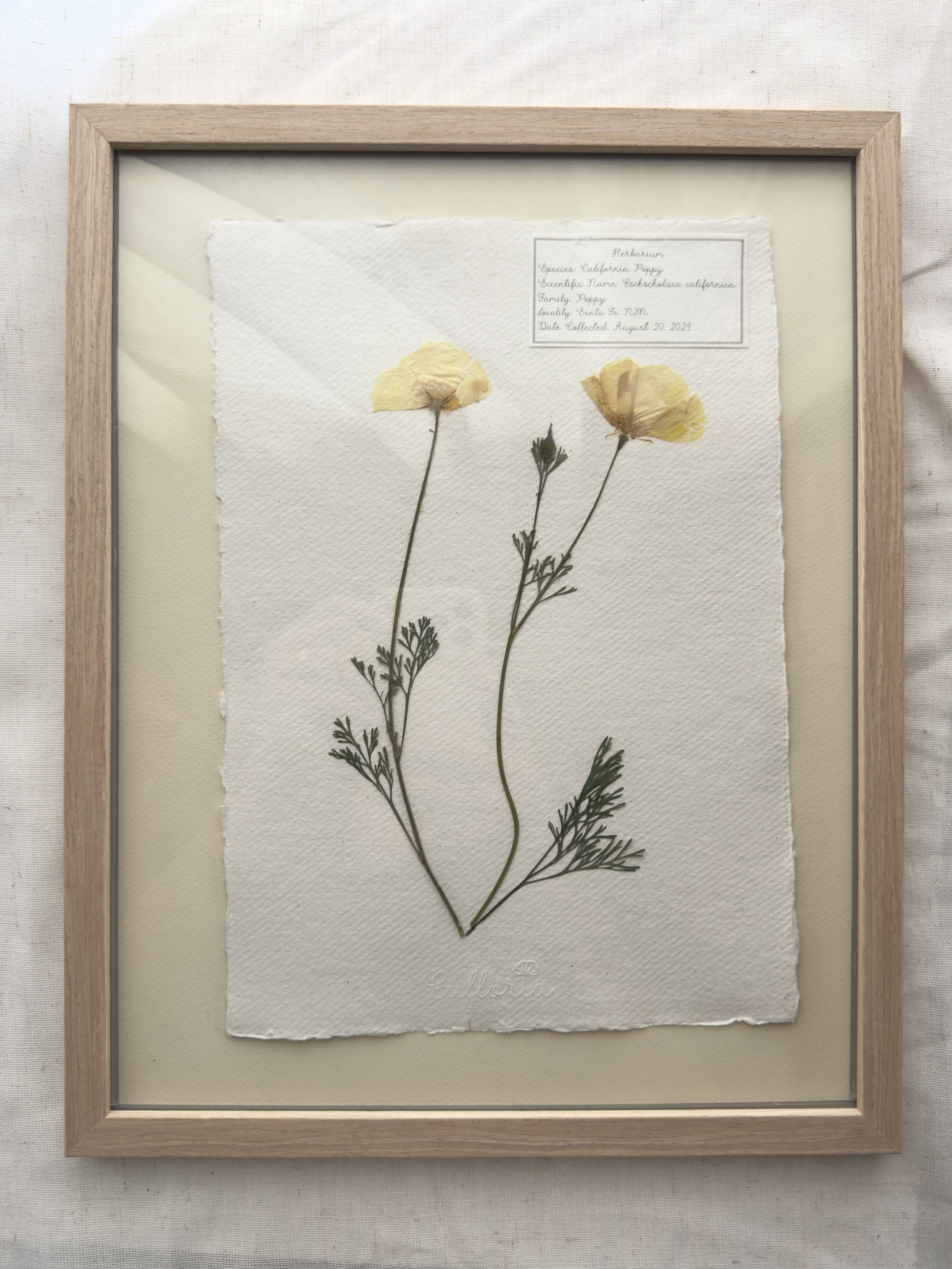 California Poppy (Eschscholzia californica)