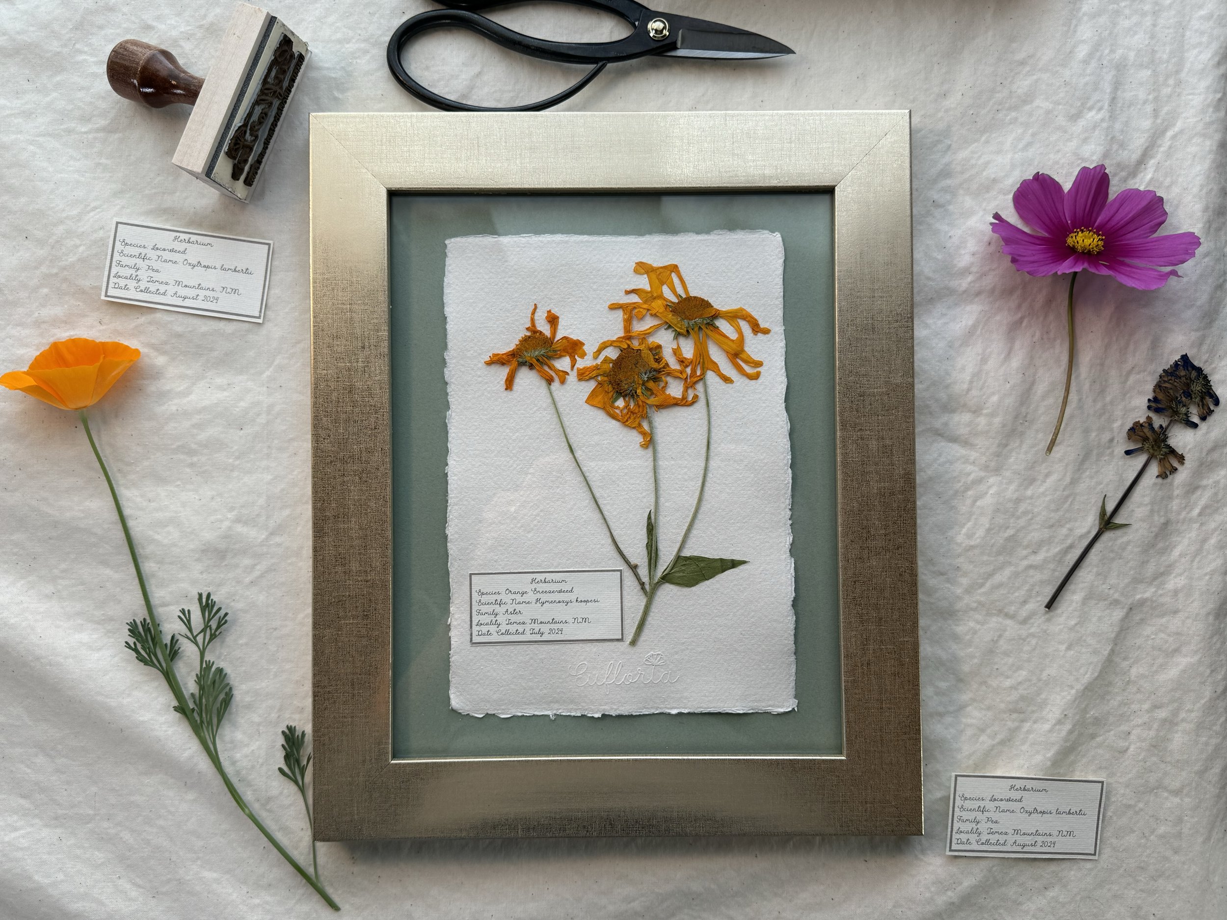 Single Framed Herbaria HOR.jpeg