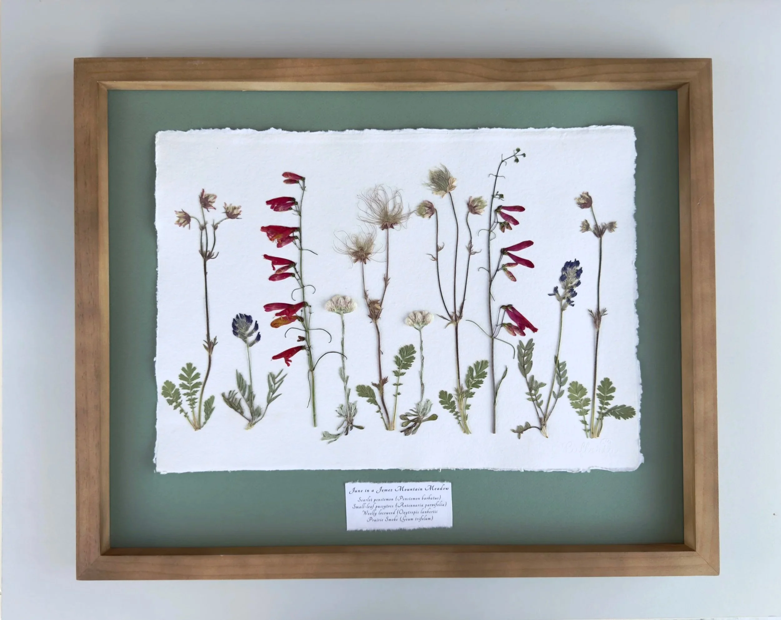 June in a Jemez Mountain Meadow.
16" x 20".
Available at Santa Fe Spirits. $430.