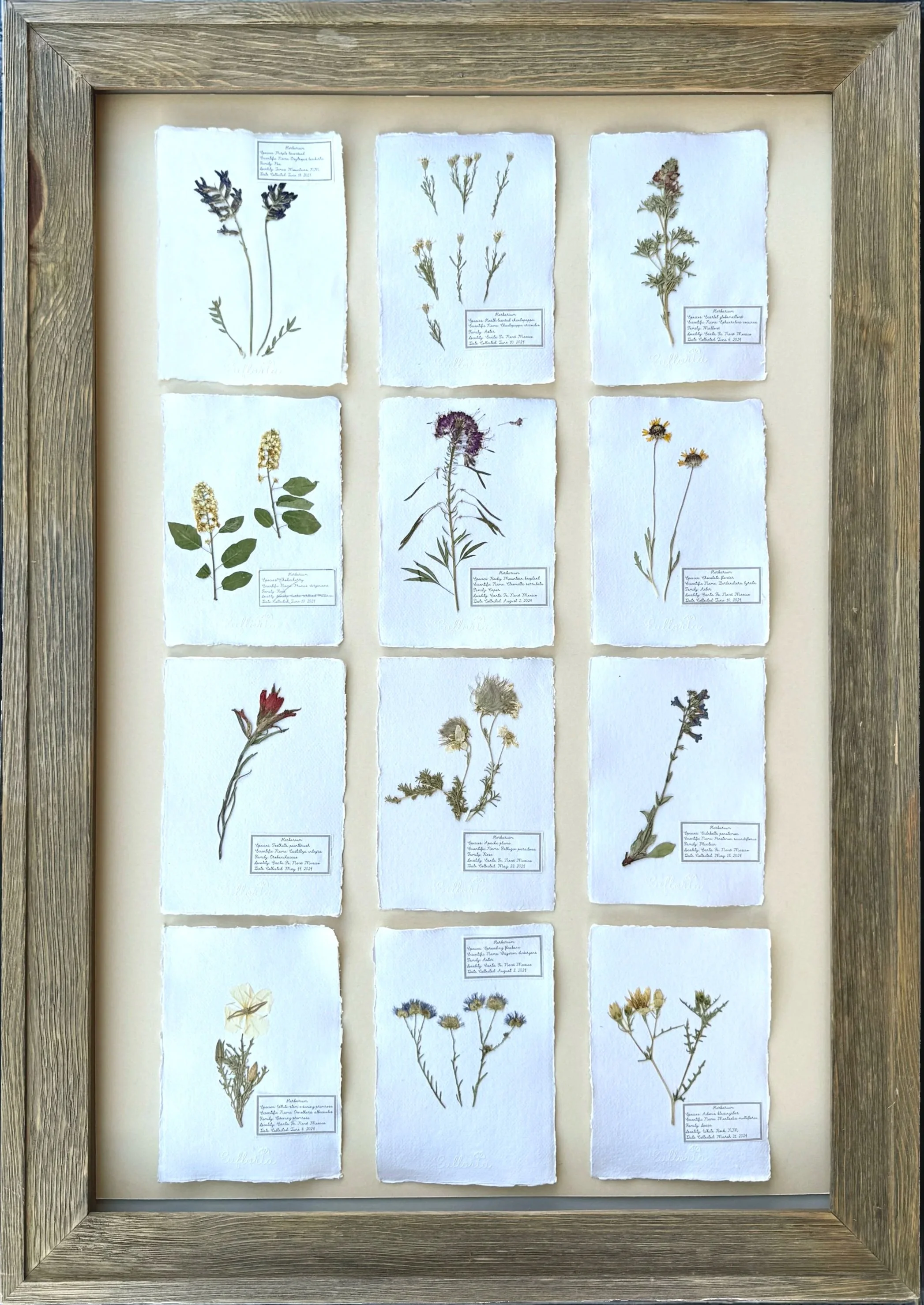 BOTANICAL STUDY SET
Jemez Mountain Wildflowers
(12) A5-size Botanical Sheets
$1200
AVAILABLE