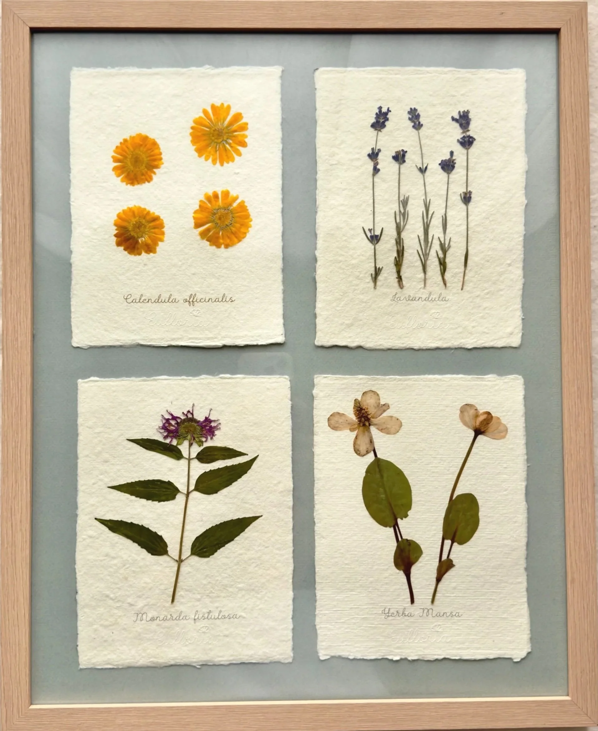 BOTANICAL STUDY SET
Medicine Plants
(4) A5-size Botanical Sheets
$280
AVAILABLE