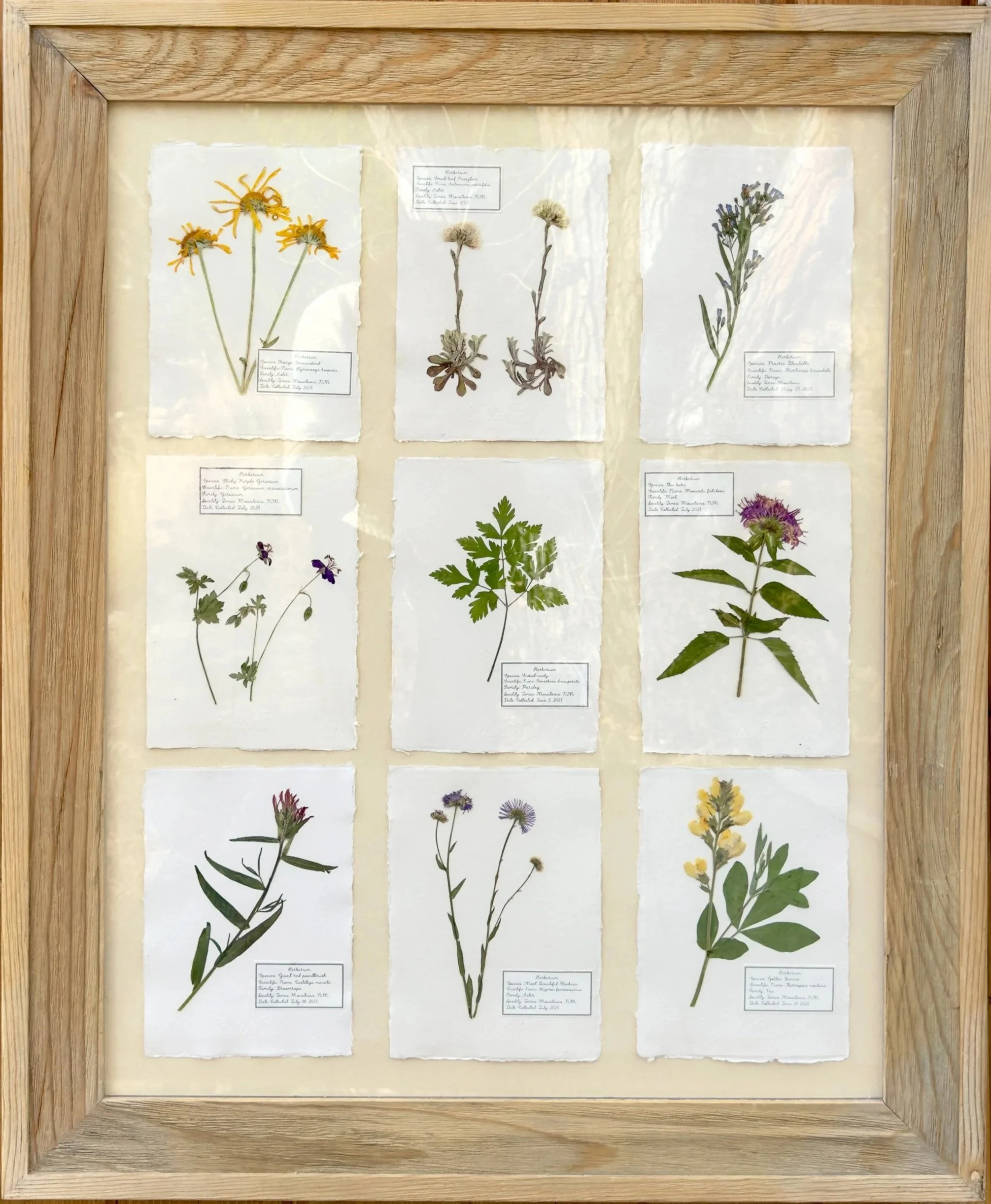 BOTANICAL STUDY SET
Jemez Mountain Forest Wildflowers
(9) A5-size Botanical Sheets
$889
AVAILABLE