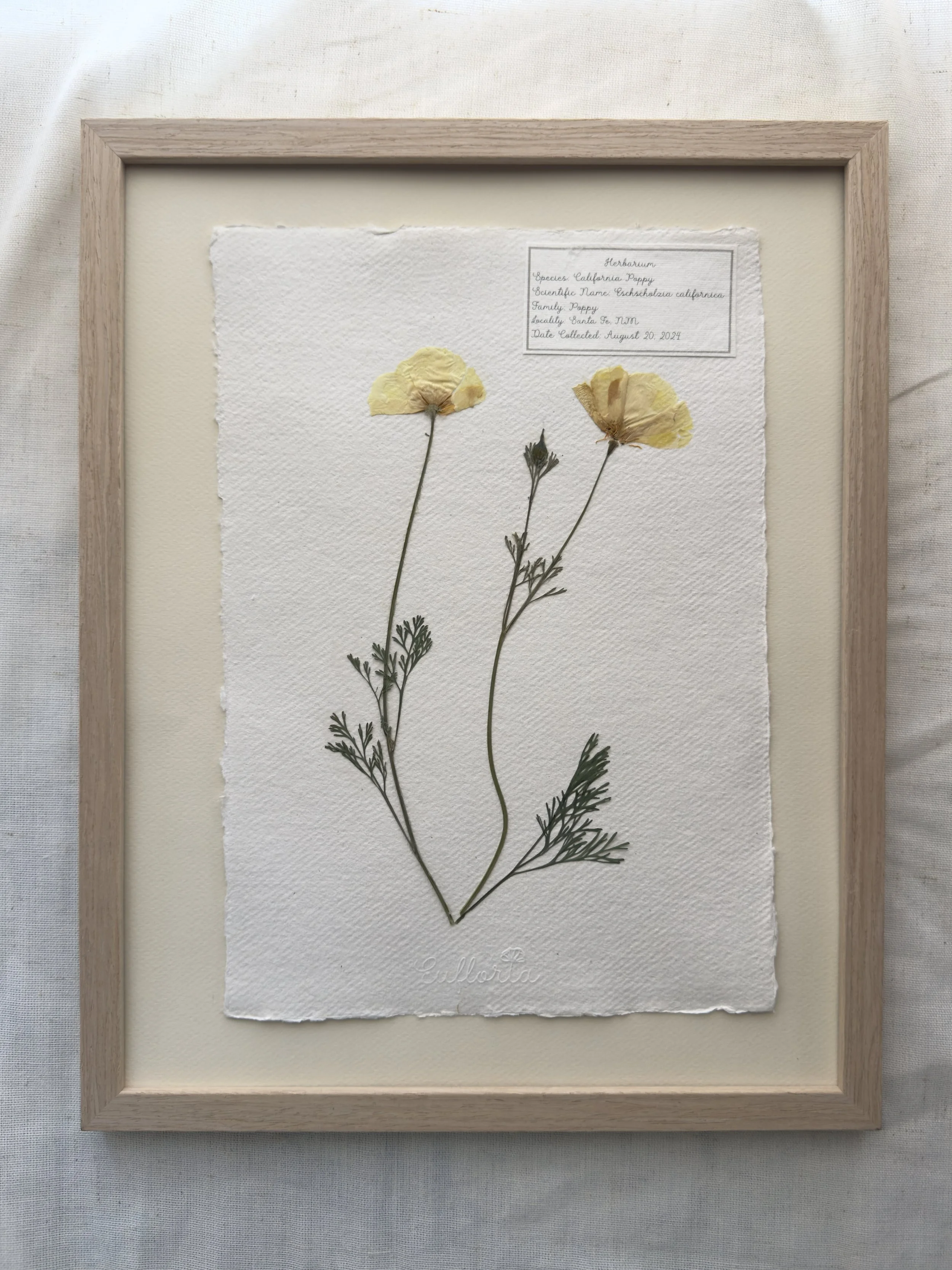 California Poppy (Eschscholzia californica)