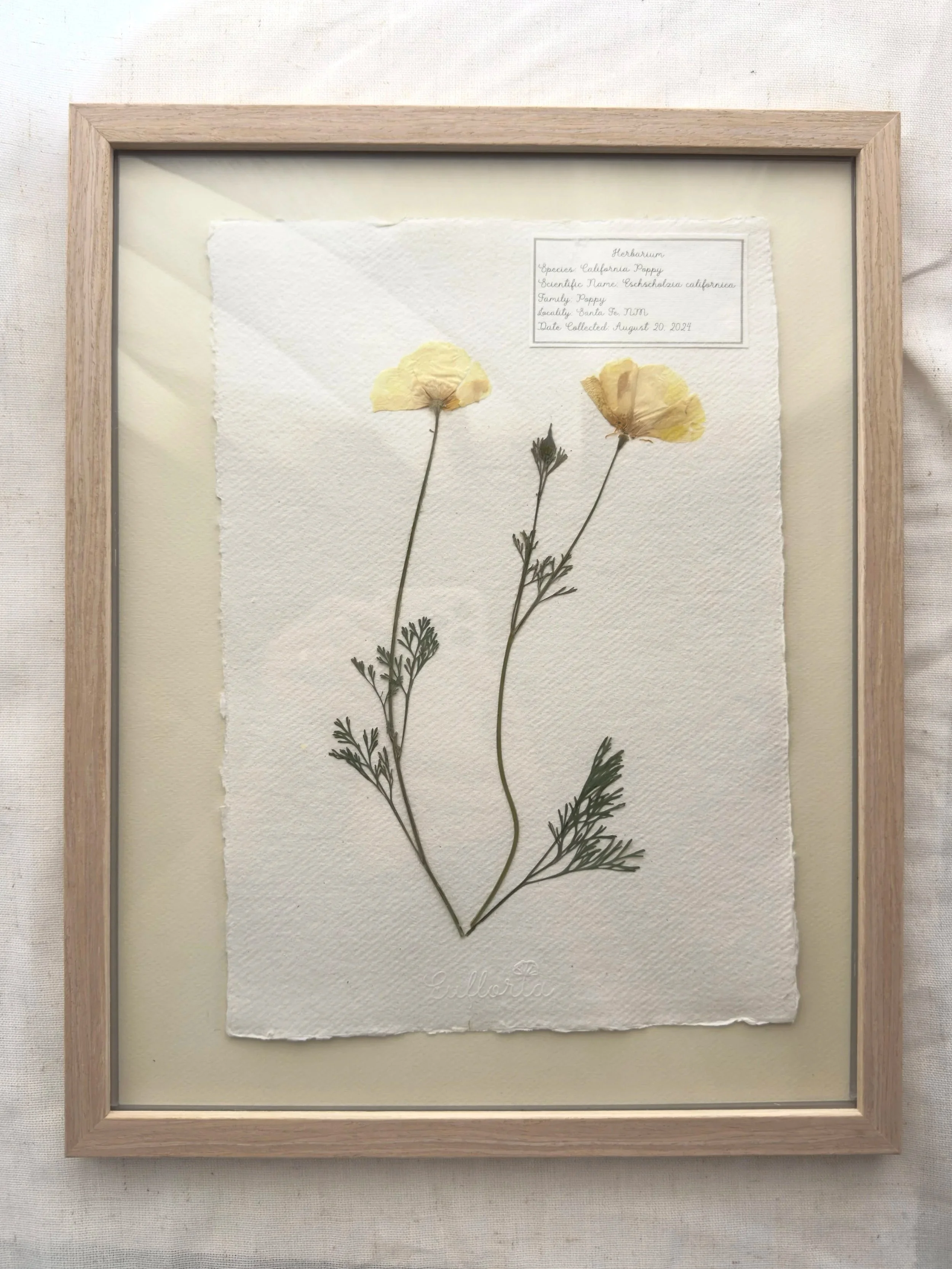 CA+poppy+11x14.jpg