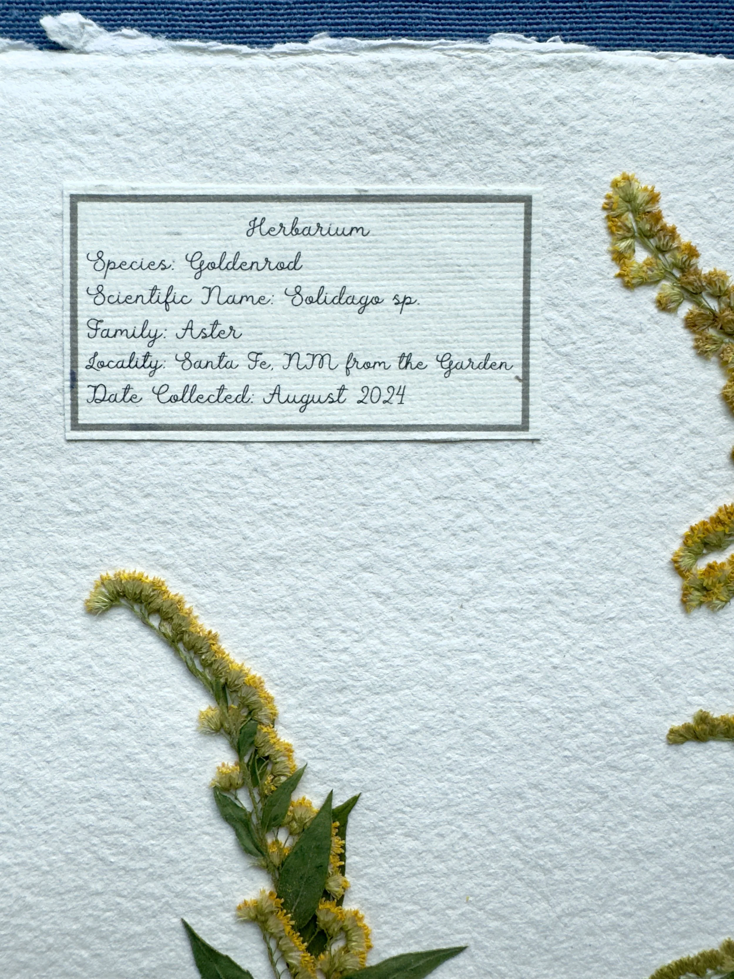 Goldenrod label.jpg
