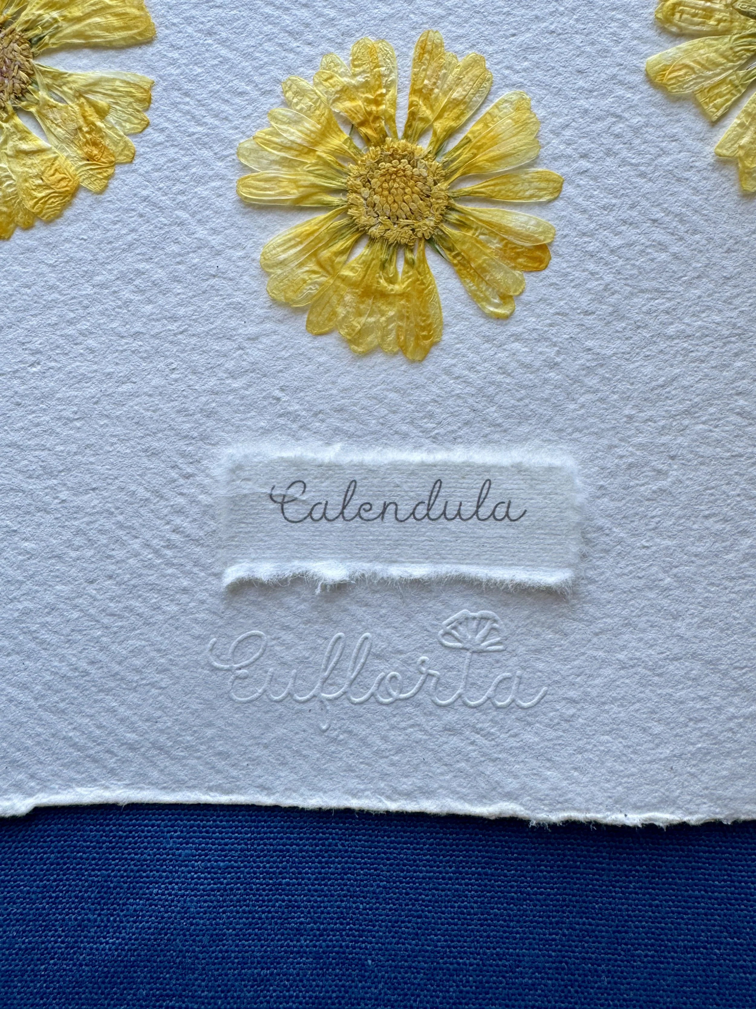 Calendula detail.jpg