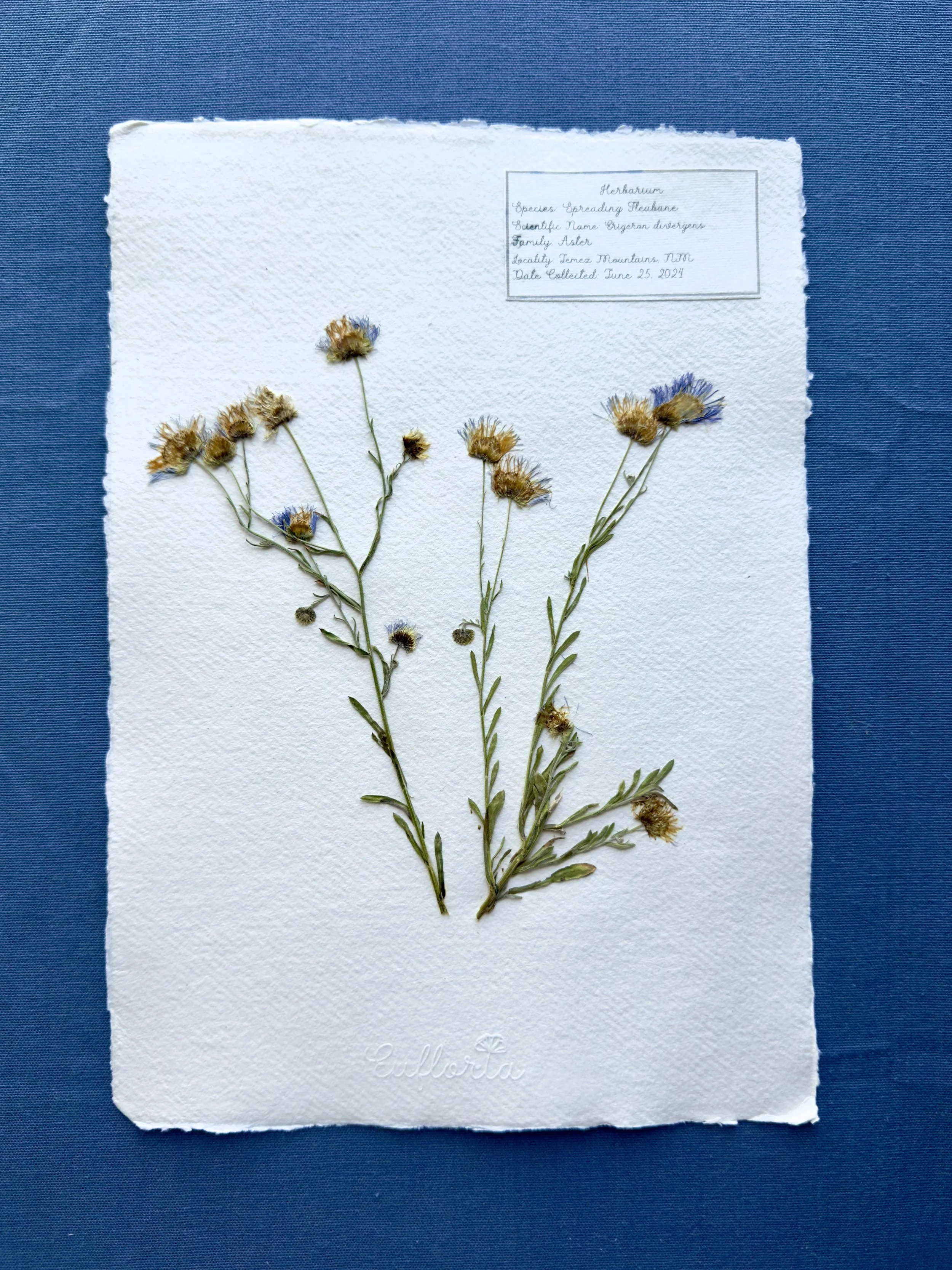 Erigeron divergens_A4.jpg