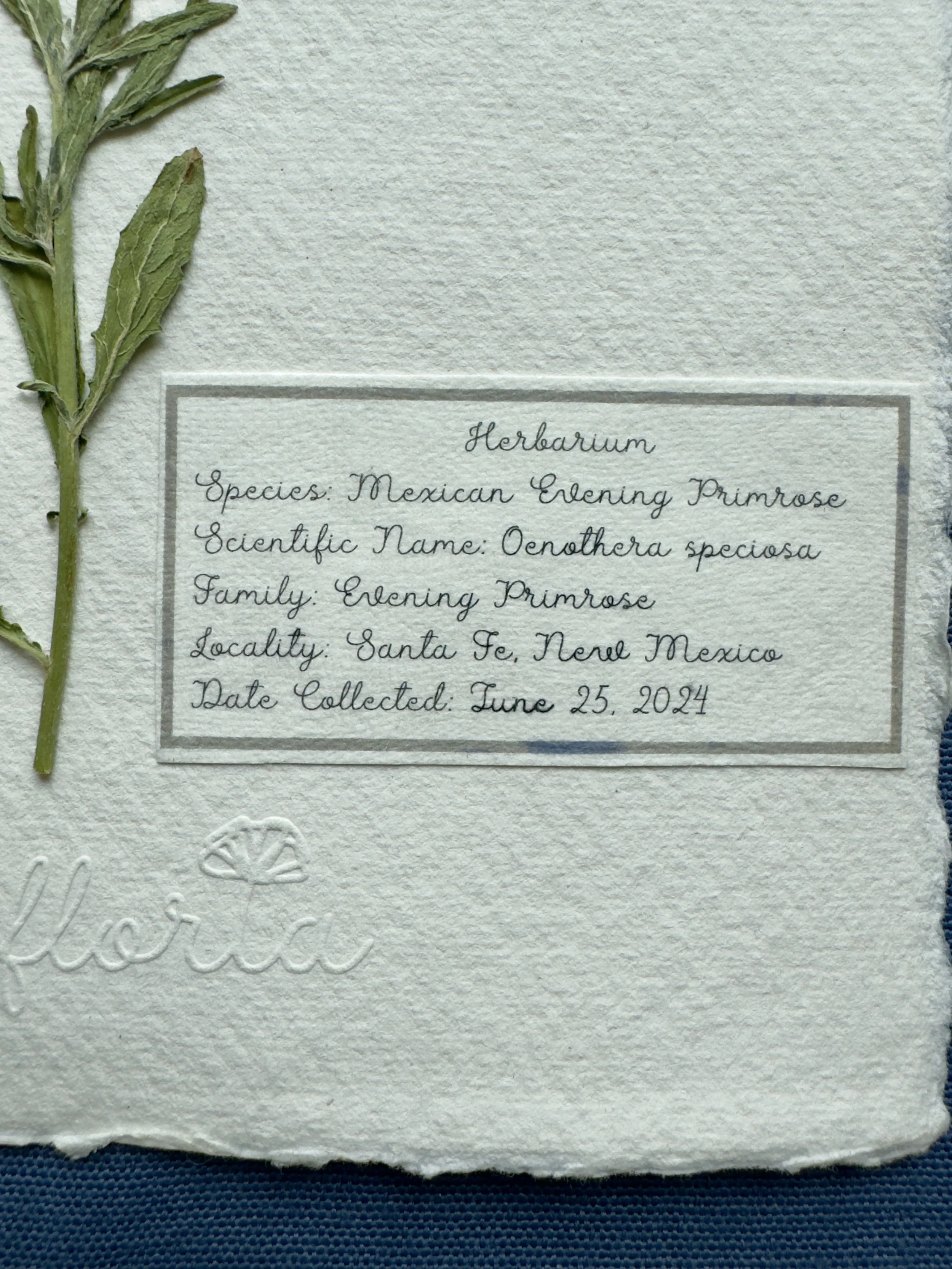 Pink Lady label.jpg