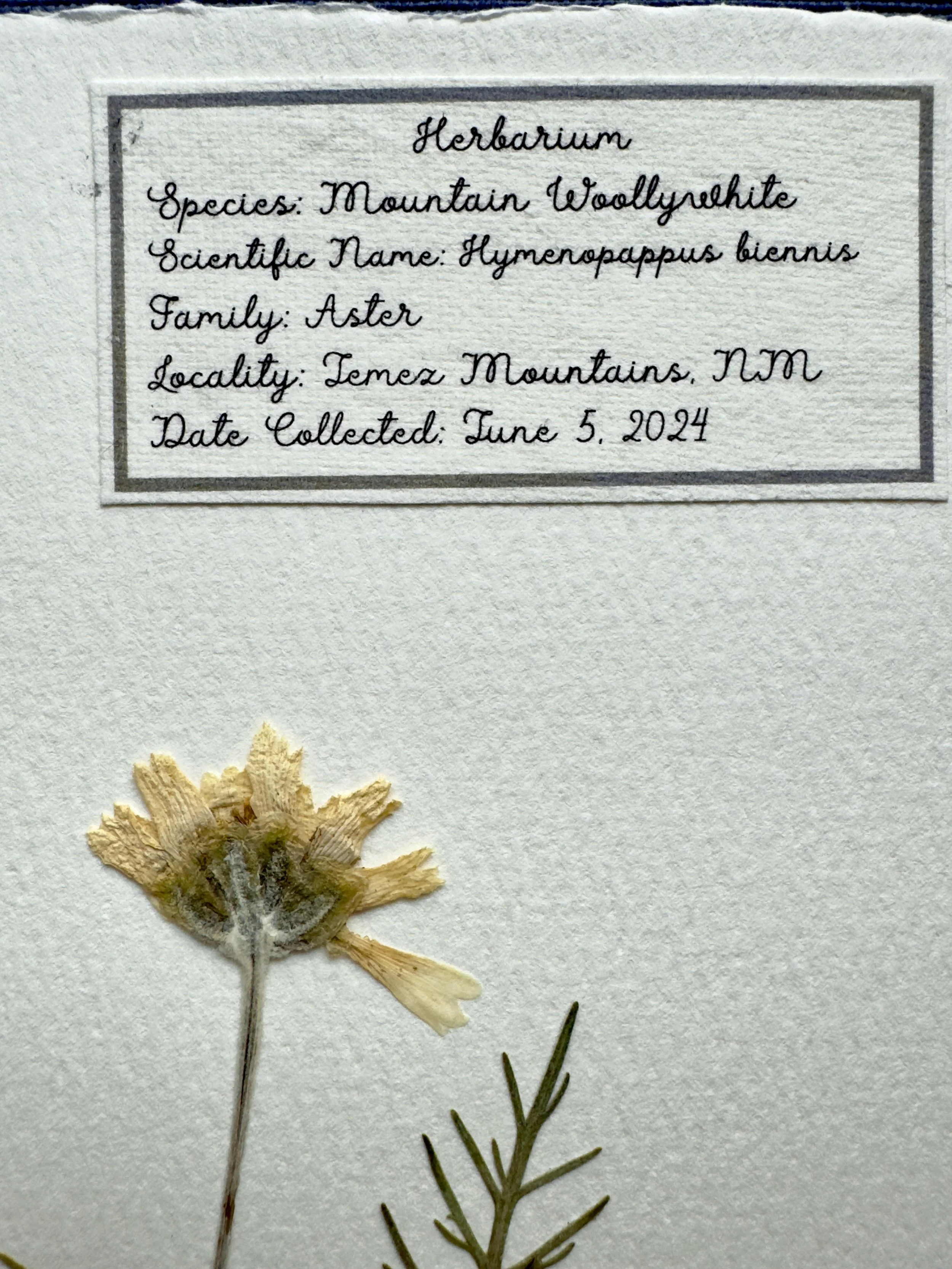 Mountain woollywhite label.jpg