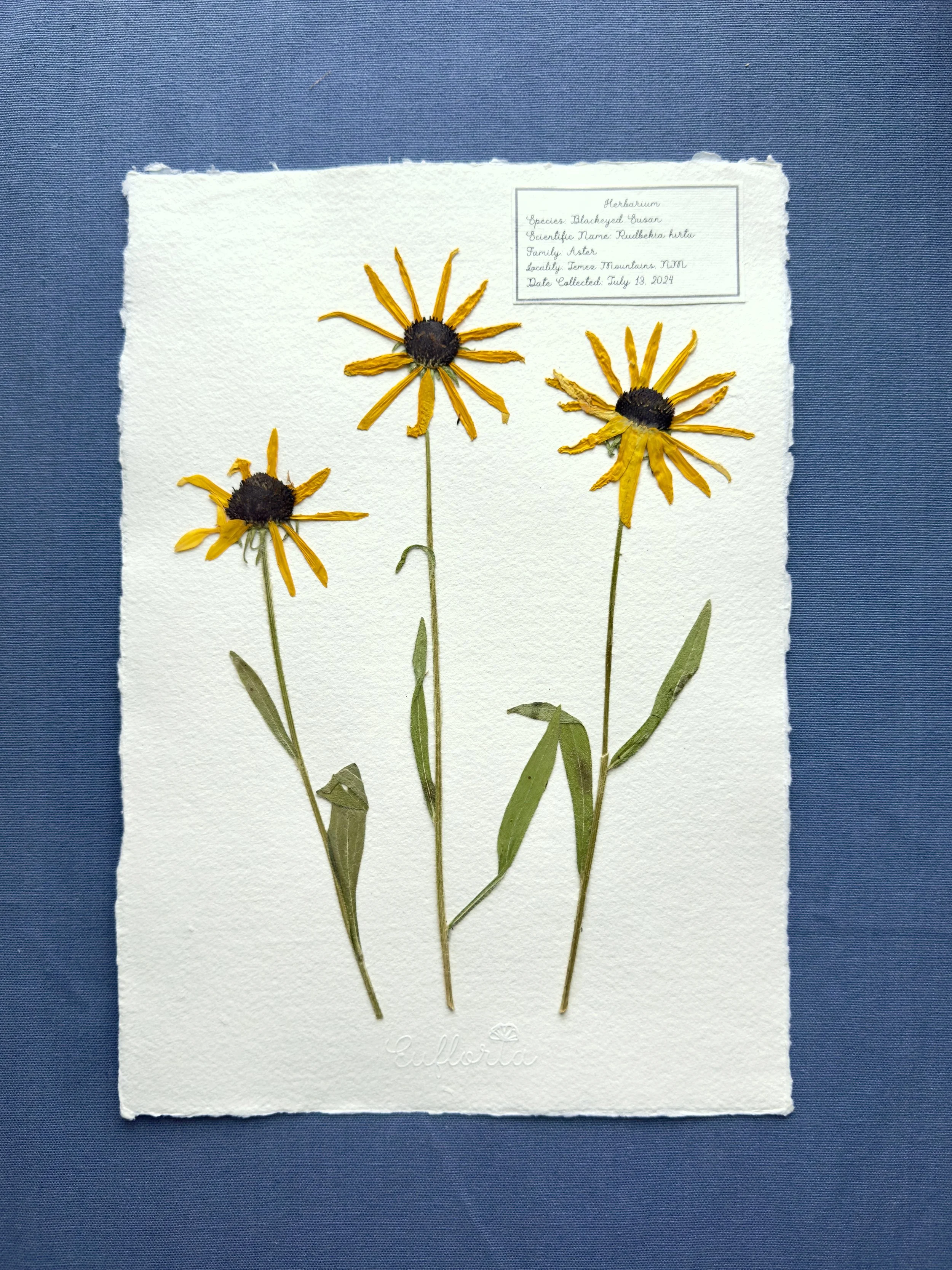 Black eyed Susan.jpg
