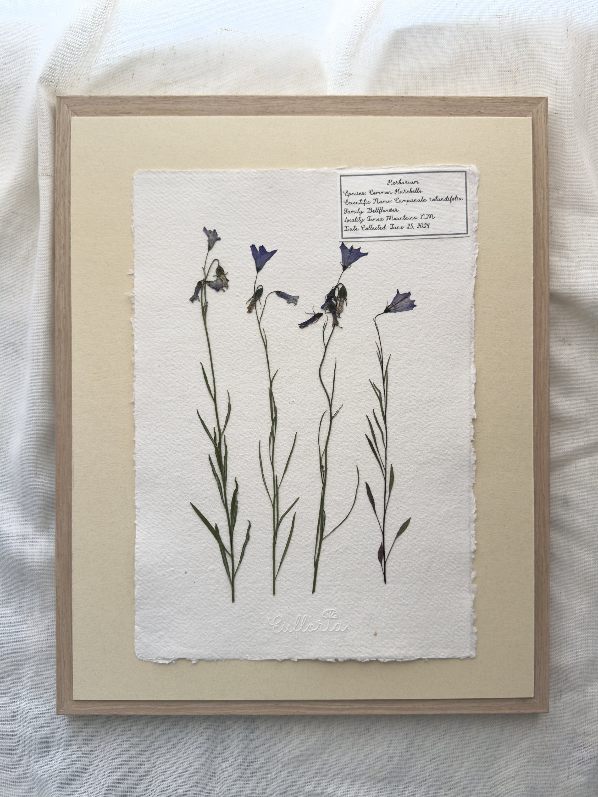 Common harebells.jpg