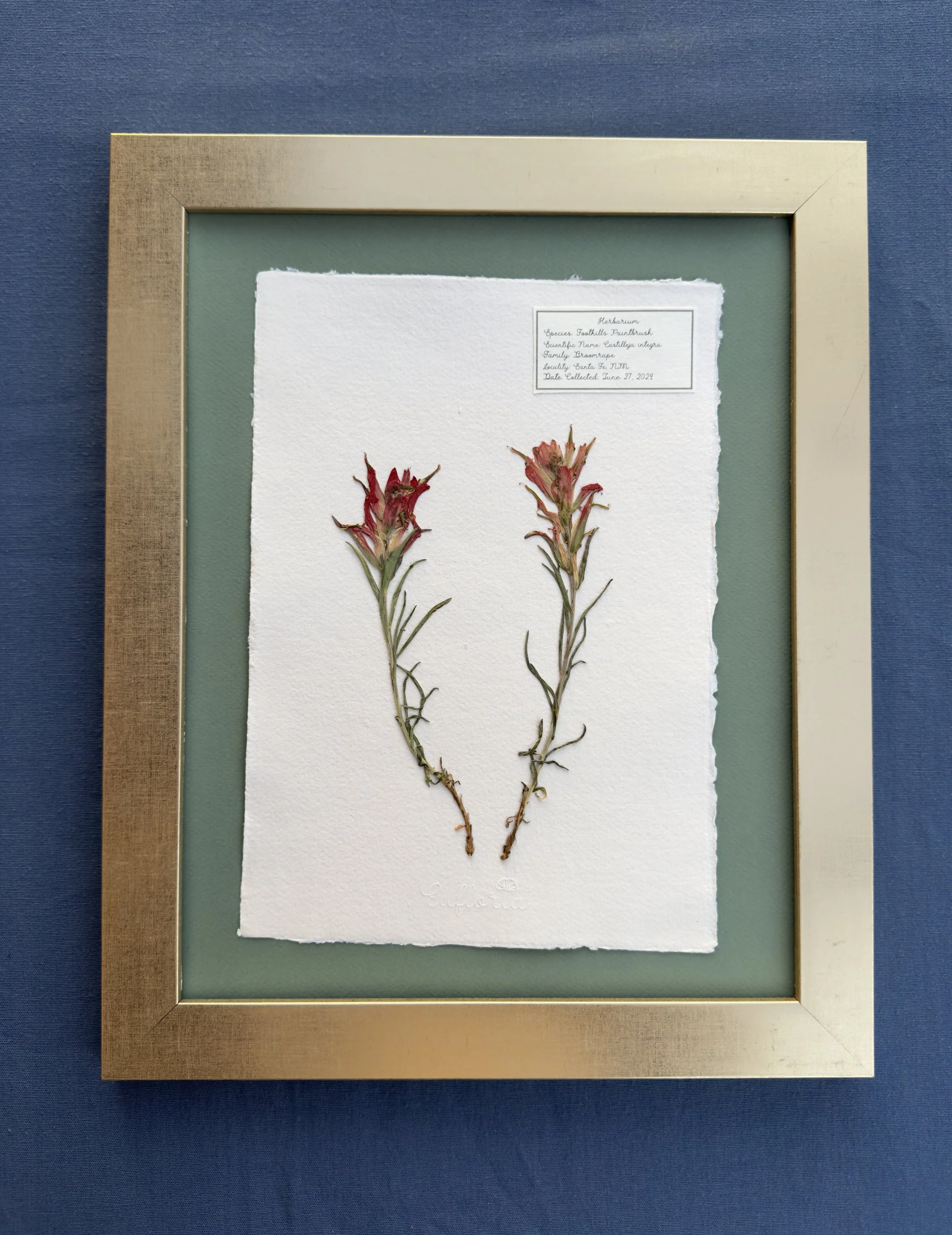Foothills Paintbrush 11x14.jpg