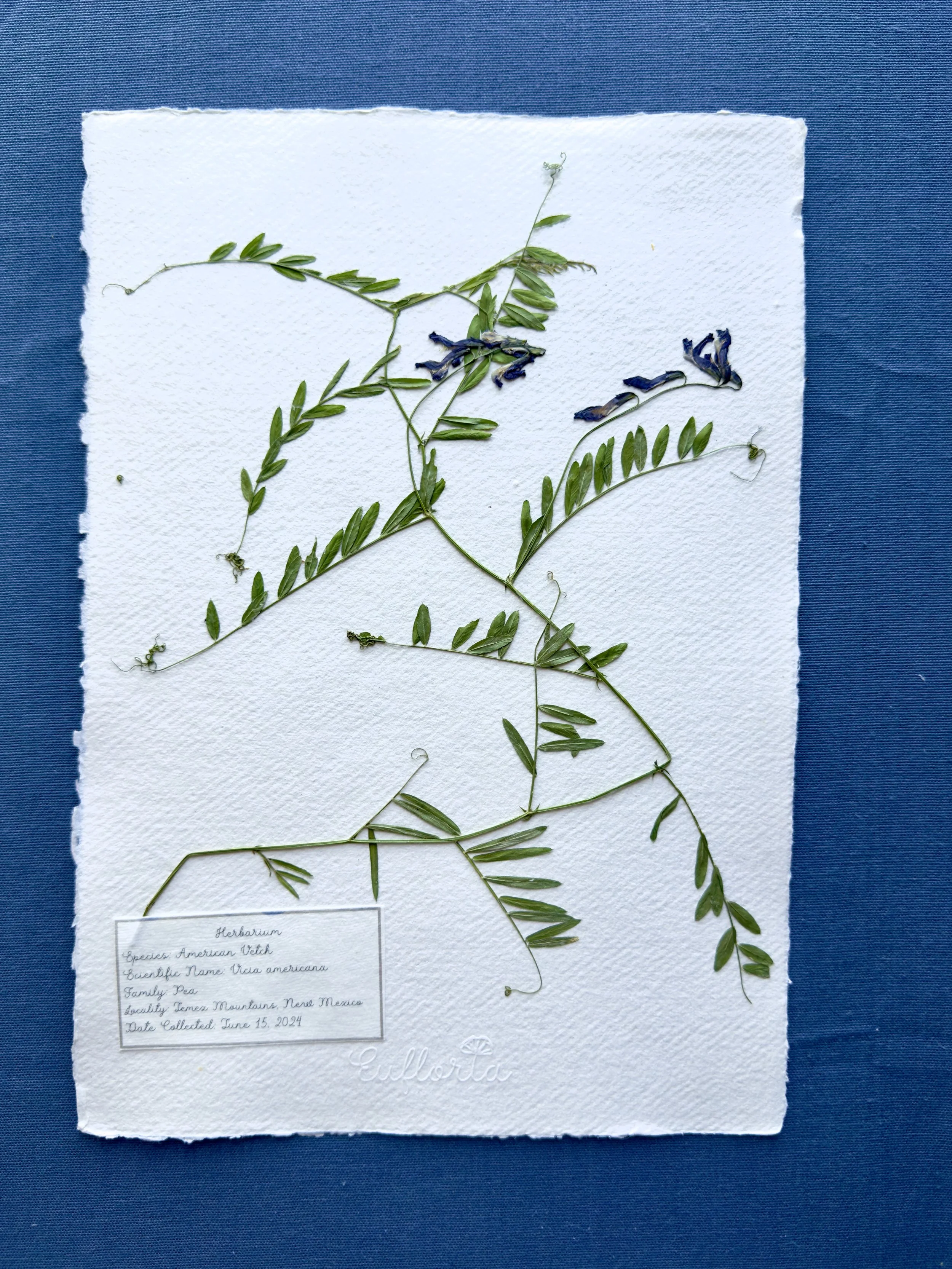 American Vetch_A4.jpg