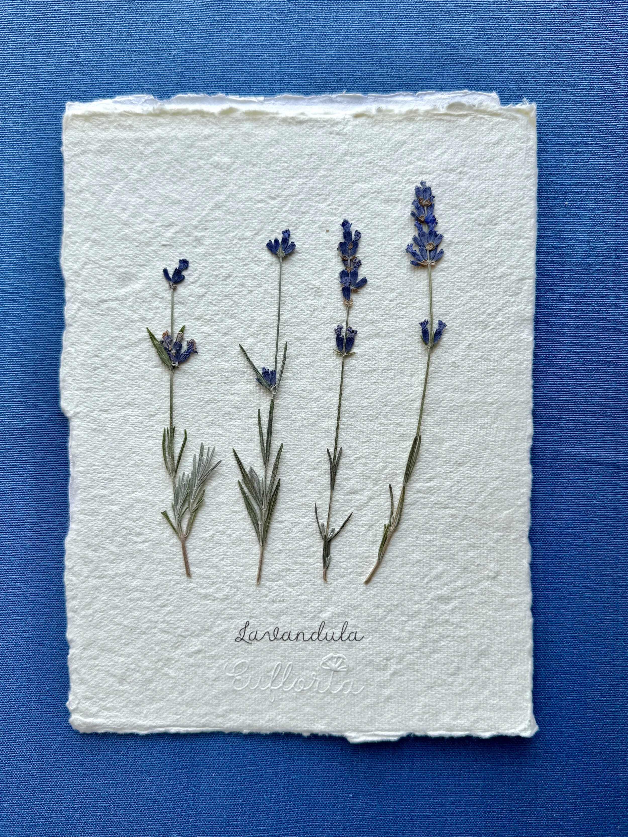Lavender A5.jpg