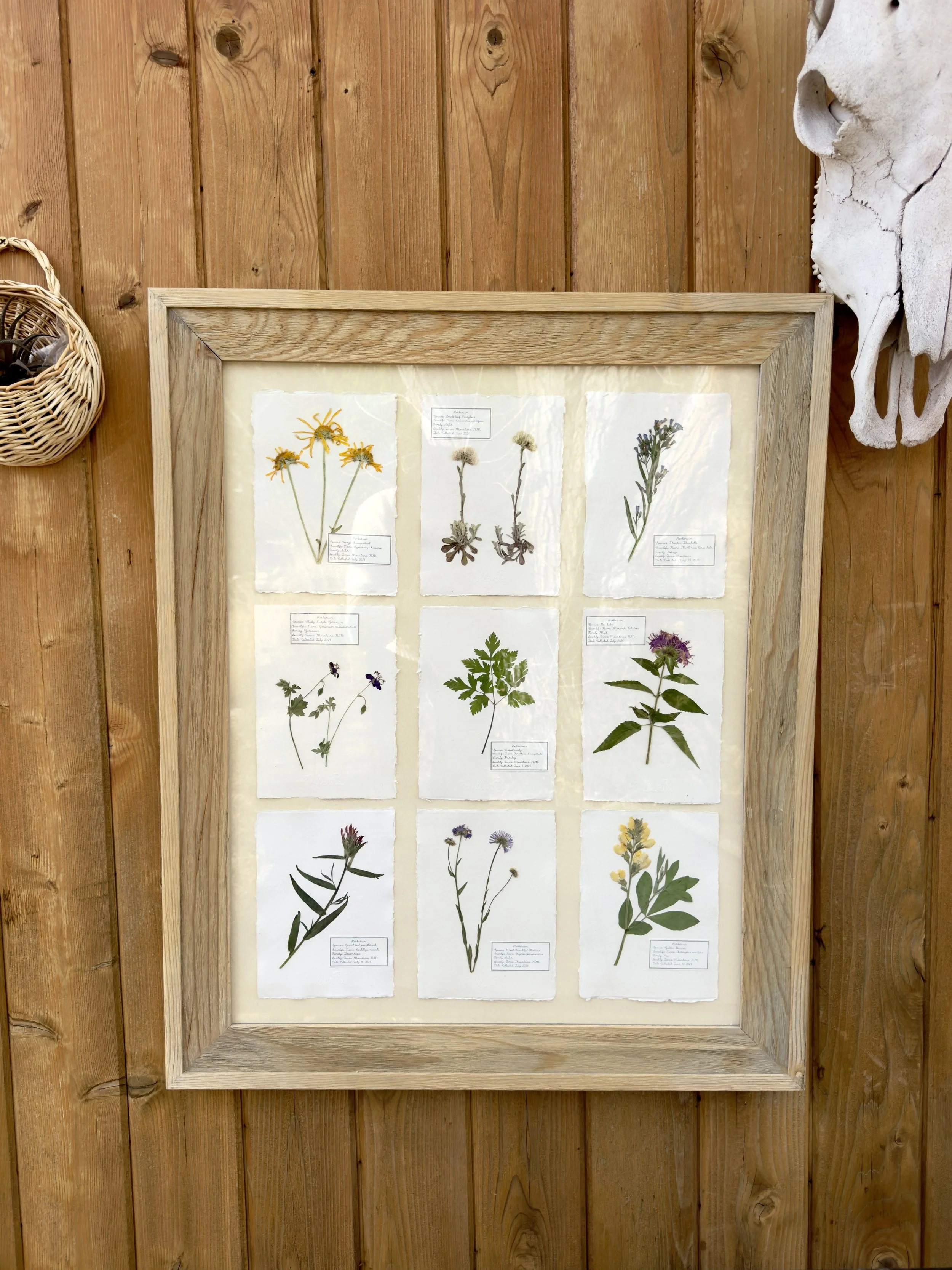 Herbarium: Jemez Mountain Wildflowers. 
22x28 inches. Pressed plants and paper. Available at Santa Fe Spirts. $889