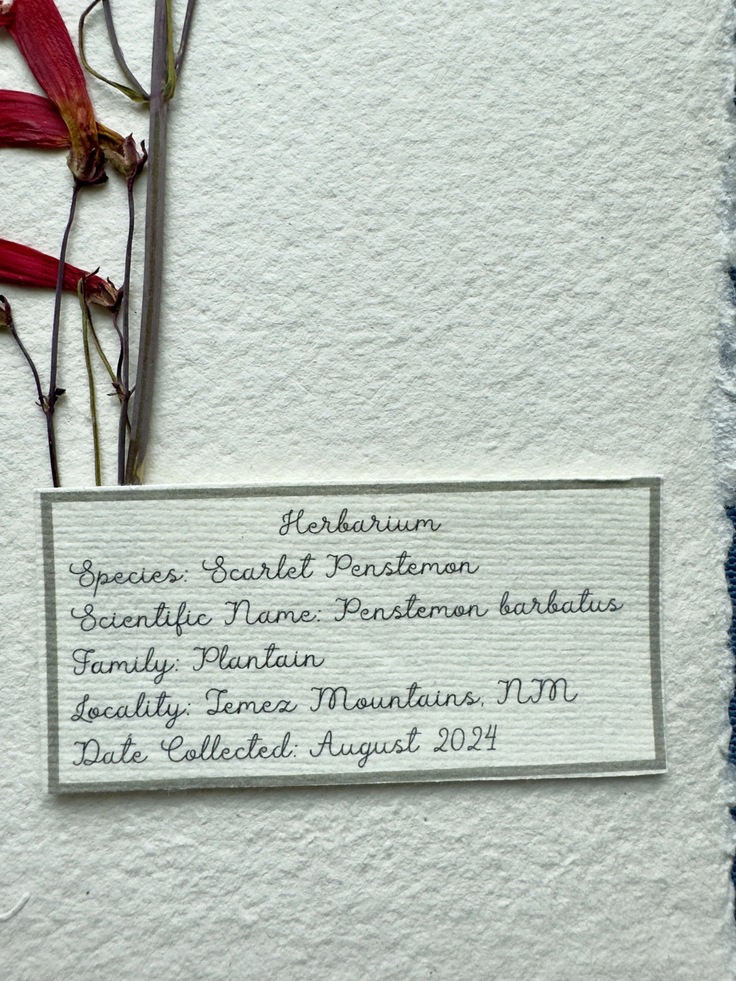 Scarlet Penstemon label.jpg