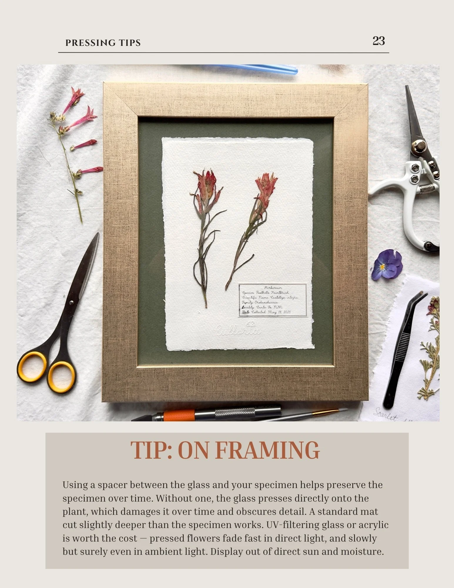 Guide page on framing pressed flowers, showing a framed paintbrush specimen surrounded by scissors, tweezers, and loose pressed