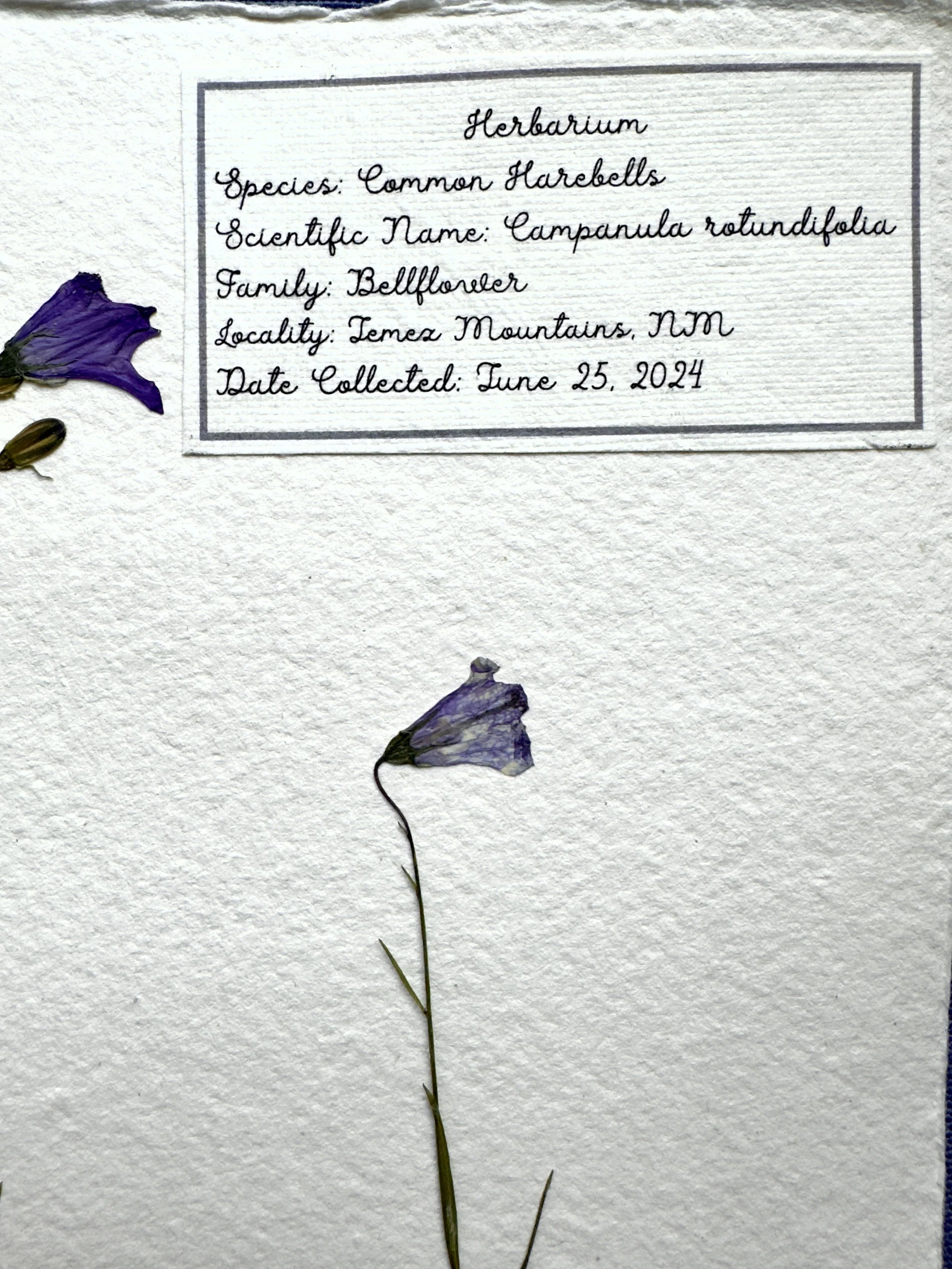 Common Harebells label.jpg