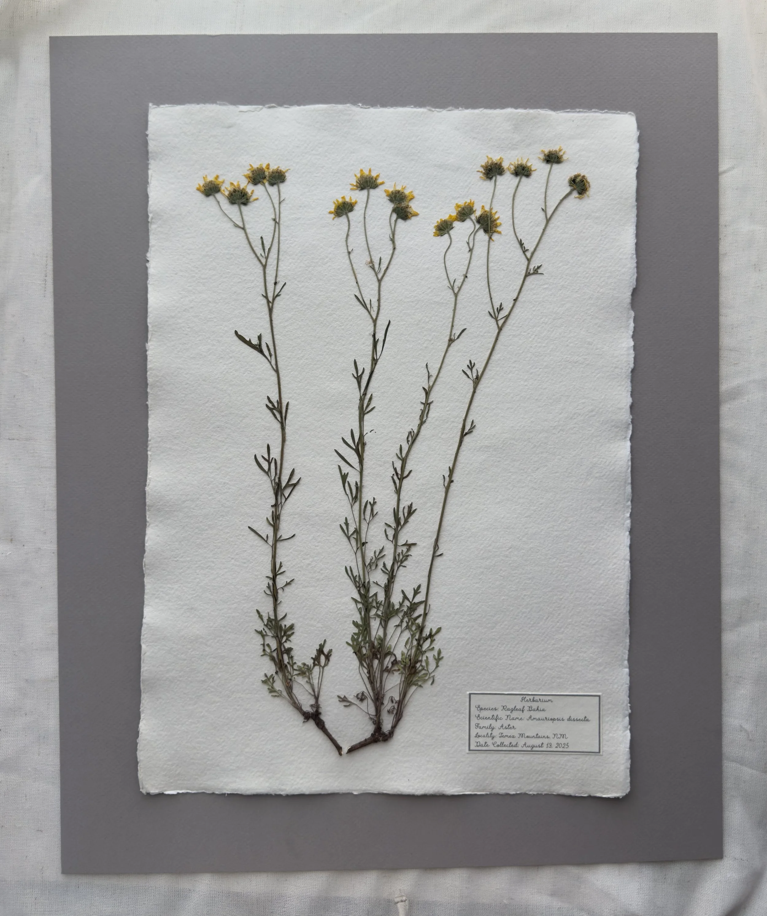 Ragleaf Bahia (Amauriopsis dissecta)