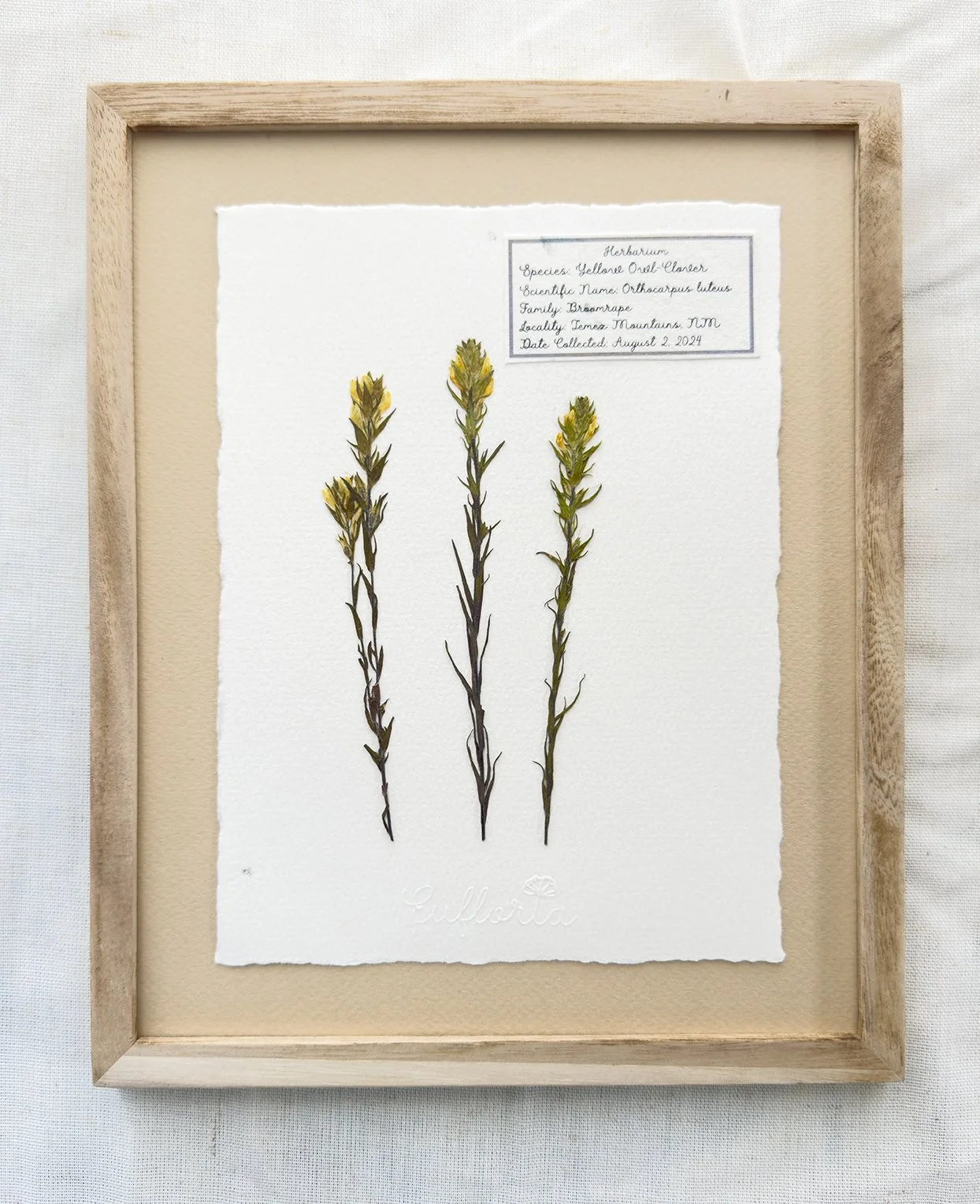 Yellow Owl Clover